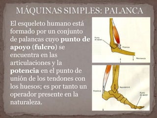 El esqueleto humano está 
formado por un conjunto 
de palancas cuyo punto de 
apoyo (fulcro) se 
encuentra en las 
articulaciones y la 
potencia en el punto de 
unión de los tendones con 
los huesos; es por tanto un 
operador presente en la 
naturaleza. 
 
