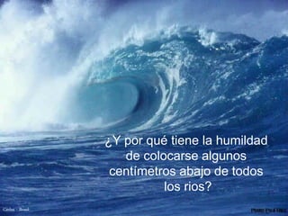 ¿Y por qué tiene la humildad
                     de colocarse algunos
                   centímetros abajo de todos
                            los rios?
Carlos - Brasil
 
