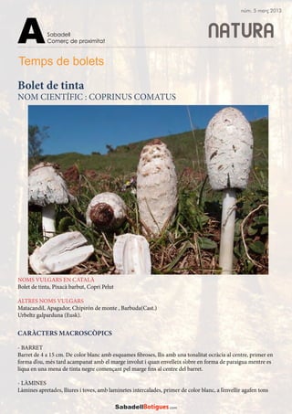 NATURA
Temps de bolets
CARÀCTERS MACROSCÒPICS
- BARRET
Barret de 4 a 15 cm. De color blanc amb esquames fibroses, llis amb una tonalitat ocràcia al centre, primer en
forma d’ou, més tard acampanat amb el marge involut i quan envelleix s’obre en forma de paraigua mentre es
liqua en una mena de tinta negre començant pel marge fins al centre del barret.
- LÀMINES
Làmines apretades, lliures i toves, amb laminetes intercalades, primer de color blanc, a l’envellir agafen tons
NOMS VULGARS EN CATALÀ
Bolet de tinta, Pixacà barbut, Copri Pelut
ALTRES NOMS VULGARS
Matacandil, Apagador, Chipirón de monte , Barbuda(Cast.)
Urbeltz galparduna (Eusk).
Bolet de tinta
NOM CIENTÍFIC : COPRINUS COMATUS
Sabadell
Comerç de proximitatA
núm. 5 març 2013
 