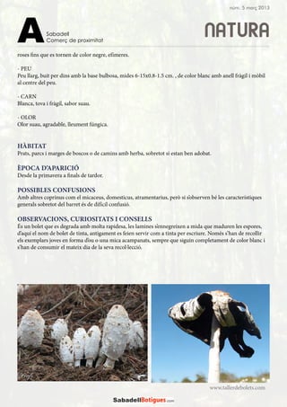 roses fins que es tornen de color negre, efímeres.
- PEU
Peu llarg, buit per dins amb la base bulbosa, mides 6-15x0.8-1.5 cm. , de color blanc amb anell fràgil i mòbil
al centre del peu.
- CARN
Blanca, tova i fràgil, sabor suau.
- OLOR
Olor suau, agradable, lleument fúngica.
HÀBITAT
Prats, parcs i marges de boscos o de camins amb herba, sobretot si estan ben adobat.
ÈPOCA D’APARICIÓ
Desde la primavera a finals de tardor.
POSSIBLES CONFUSIONS
Amb altres coprinus com el micaceus, domesticus, atramentarius, però si s’observen bé les característiques
generals sobretot del barret és de difícil confusió.
OBSERVACIONS, CURIOSITATS I CONSELLS
És un bolet que es degrada amb molta rapidesa, les lamines s’ennegreixen a mida que maduren les espores,
d’aquí el nom de bolet de tinta, antigament es feien servir com a tinta per escriure. Només s’han de recollir
els exemplars joves en forma d’ou o una mica acampanats, sempre que siguin completament de color blanc i
s’han de consumir el mateix dia de la seva recol·lecció.
www.tallerdebolets.com
NATURASabadell
Comerç de proximitatA
núm. 5 març 2013
 