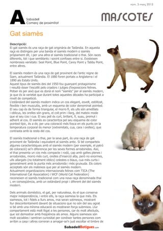 Gat siamès
MASCOTES
Descripció:
El gat siamès és una raça de gat originària de Tailàndia. En aquesta
raça es distingeix per una banda el siamès modern o siamès
pròpiament dit, i per una altra el siamès tradicional o thai. Són races
diferents, tot i que semblants i sovint confoses entre si. Existeixen
nombroses varietats: Seal Point, Blue Point, Carey Point y Tabby Point,
entre altres.
El siamès modern és una raça de gat provinent de l’antic regne de
Siam, actualment Tailàndia. El 1880 foren portats a Anglaterra i el
1890 als Estats Units.
Aquest tipus de siamès des del 1950 fou guanyant protagonisme
i resultà ésser l’escollit pels criadors i jutges d’exposicions felines.
Potser és per això que es donà el nom “siamès” per al siamès modern,
ja que és la varietat que durant totes aquestes dècades ha participat a
nivell de competició.
L’estàndard del siamès modern indica un cos elegant, esvelt, estilitzat,
flexible i ben musculós, amb un esquema de color denominat pointed.
El seu cap és de forma triangular, el morro fi, els ulls són ametllats
i oblicus, les orelles són grans, el coll prim i llarg, del mateix mode
que el seu cos i cua. El seu pell és curt, brillant, fi, suau, premut i
adherit al cos. El siamès es caracteritza pel seu esquema de color
pointed típic, és a dir, per una coloració més fosca en els punts on la
temperatura corporal és menor (extremitats, cua, cara i orelles), que
contrasta amb la resta del cos.
El siamès tradicional o thai, per la seva part, és una raça de gat
provinent de Tailàndia i equivalent al siamès antic. Si bé comparteix
algunes característiques amb el siamès modern (per exemple, el patró
de coloració) se’n diferencia per les seves formes arrodonides. Així,
el thai presenta un cos més compacte i rodó, cap amb galtes plenes i
arrodonides, morro més curt, orelles d’inserció alta, però no enormes,
ulls allargats (no totalment oblics) celestes o blaus, cua més curta i
generalment amb la punta més arrodonida i més gruixuda. Els colors
acceptats són els mateixos que per al siamès modern.
Actualment organitzacions internacionals felines com TICA (The
International Cat Association) i WCF (World Cat Federation)
reconeixen el siamès tradicional com una nova raça denominada thai
i, en conseqüència, amb un estàndard propi i diferent del del siamès
modern.
Dels animals domèstics, el gat, per naturalesa, és el que conserva
major independència, i entre ells, la raça siamesa la que més. Els
siamesos, tot i fidels a llurs amos, mai seran sotmesos, mostrant
llur descontentament davant de situacions que no són del seu agrat
si bé amb una mínima educació es mostraran força submisos. Llur
comportament està molt lligat a les persones, car és molt afectuós,
que sol demostrar amb freqüència als amos. Alguns siamesos són
molt sociables i sentiran curiositat per conèixer tantes persones com
arribin a casa i altres correran a amagar-se’n just escoltar el timbre de
Sabadell
Comerç de proximitatA
núm. 5 març 2013
 