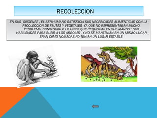 RECOLECCIONRECOLECCION
EN SUS ORIGENES , EL SER HUMANO SATISFACIA SUS NECESIDADES ALIMENTICIAS CON LA
RECOLECCION DE FRUTAS Y VEGETALES YA QUE NO REPRESENTABAN MUCHO
PROBLEMA CONSEGUIRLO LO UNICO QUE REQUERIAN EN SUS MANOS Y SUS
HABILIDADES PARA SUBIR A LOS ARBOLES . Y NO SE MANTENIAN EN UN MISMO LUGAR
ERAN COMO NOMADAS NO TENIAN UN LUGAR ESTABLE
EN SUS ORIGENES , EL SER HUMANO SATISFACIA SUS NECESIDADES ALIMENTICIAS CON LA
RECOLECCION DE FRUTAS Y VEGETALES YA QUE NO REPRESENTABAN MUCHO
PROBLEMA CONSEGUIRLO LO UNICO QUE REQUERIAN EN SUS MANOS Y SUS
HABILIDADES PARA SUBIR A LOS ARBOLES . Y NO SE MANTENIAN EN UN MISMO LUGAR
ERAN COMO NOMADAS NO TENIAN UN LUGAR ESTABLE
 