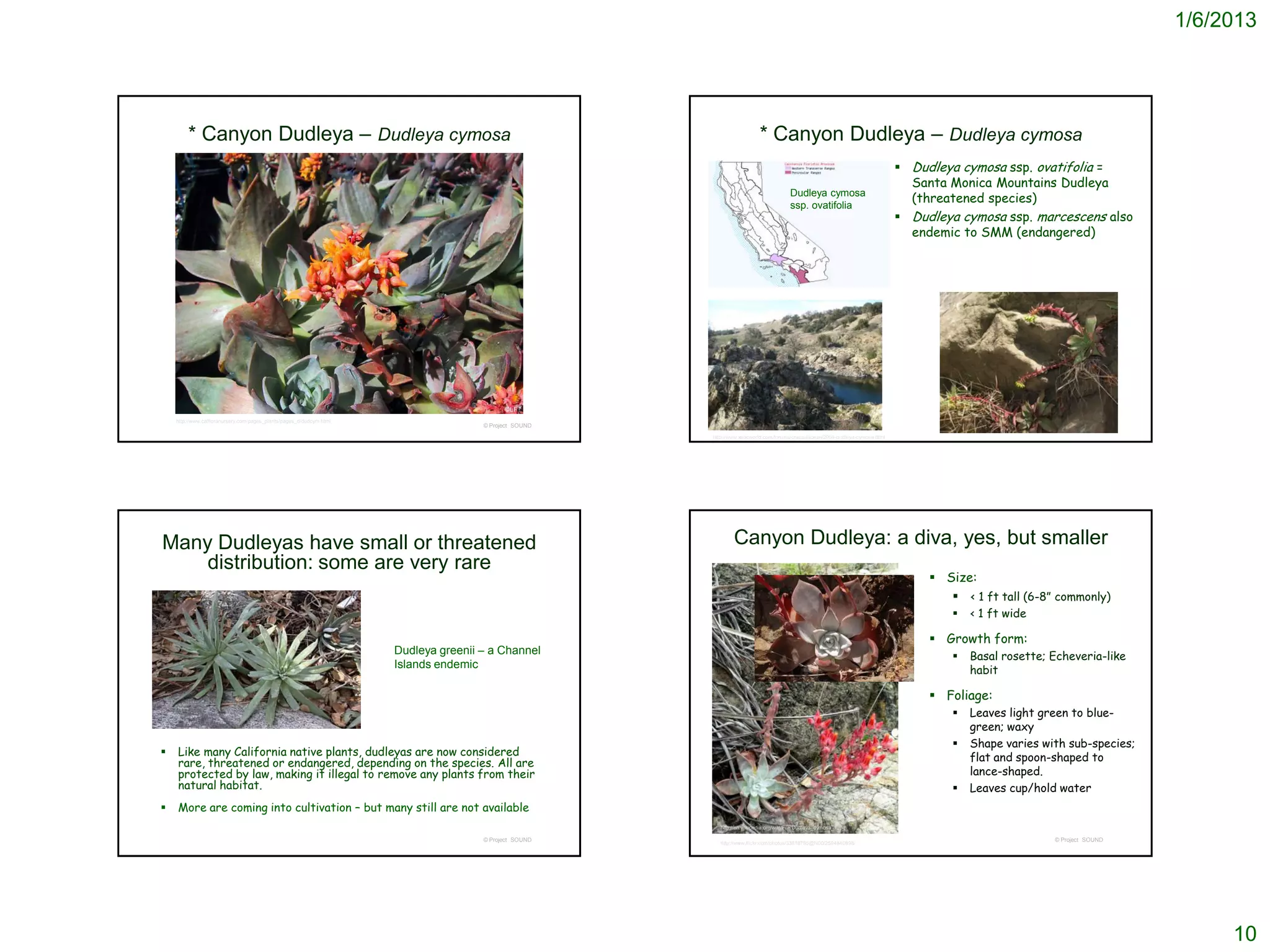 1/6/2013




        * Canyon Dudleya – Dudleya cymosa                                                                                  * Canyon Dudleya – Dudleya cymosa
                                                                                                                                                                                  Dudleya cymosa ssp. ovatifolia =
                                                                                                                                                                                   Santa Monica Mountains Dudleya
                                                                                                                                         Dudleya cymosa
                                                                                                                                         ssp. ovatifolia
                                                                                                                                                                                   (threatened species)
                                                                                                                                                                                  Dudleya cymosa ssp. marcescens also
                                                                                                                                                                                   endemic to SMM (endangered)




                                                                                                        http://ucjeps.berkeley.edu/cgi-bin/get_JM_treatment.pl?3284,3295,3310




    http://www.calfloranursery.com/pages_plants/pages_d/dudcym.html
                                                                                      © Project SOUND                                                                                                        © Project SOUND
                                                                                                        http://www.xericworld.com/forums/crassulaceae/2906-dudleya-cymosa.html




Many Dudleyas have small or threatened                                                                          Canyon Dudleya: a diva, yes, but smaller
    distribution: some are very rare
                                                                                                                                                                                       Size:
                                                                                                                                                                                          < 1 ft tall (6-8” commonly)
                                                                                                                                                                                             < 1 ft wide

                                                                                                                                                                                       Growth form:
                                                                      Dudleya greenii – a Channel                                                                                            Basal rosette; Echeveria-like
                                                                      Islands endemic                                                                                                         habit

                                                                                                                                                                                       Foliage:
                                                                                                                                                                                             Leaves light green to blue-
                                                                                                                                                                                              green; waxy
                                                                                                                                                                                             Shape varies with sub-species;
   Like many California native plants, dudleyas are now considered                                                                                                                           flat and spoon-shaped to
    rare, threatened or endangered, depending on the species. All are
    protected by law, making it illegal to remove any plants from their                                                                                                                       lance-shaped.
    natural habitat.                                                                                                                                                                         Leaves cup/hold water
   More are coming into cultivation – but many still are not available
                                                                                                           http://en.wikipedia.org/wiki/File:Dudleya_cymosa_1.jpg

                                                                                      © Project SOUND                                                                                                        © Project SOUND
                                                                                                           http://www.flickr.com/photos/33818785@N00/2594840898/




                                                                                                                                                                                                                                    10
 