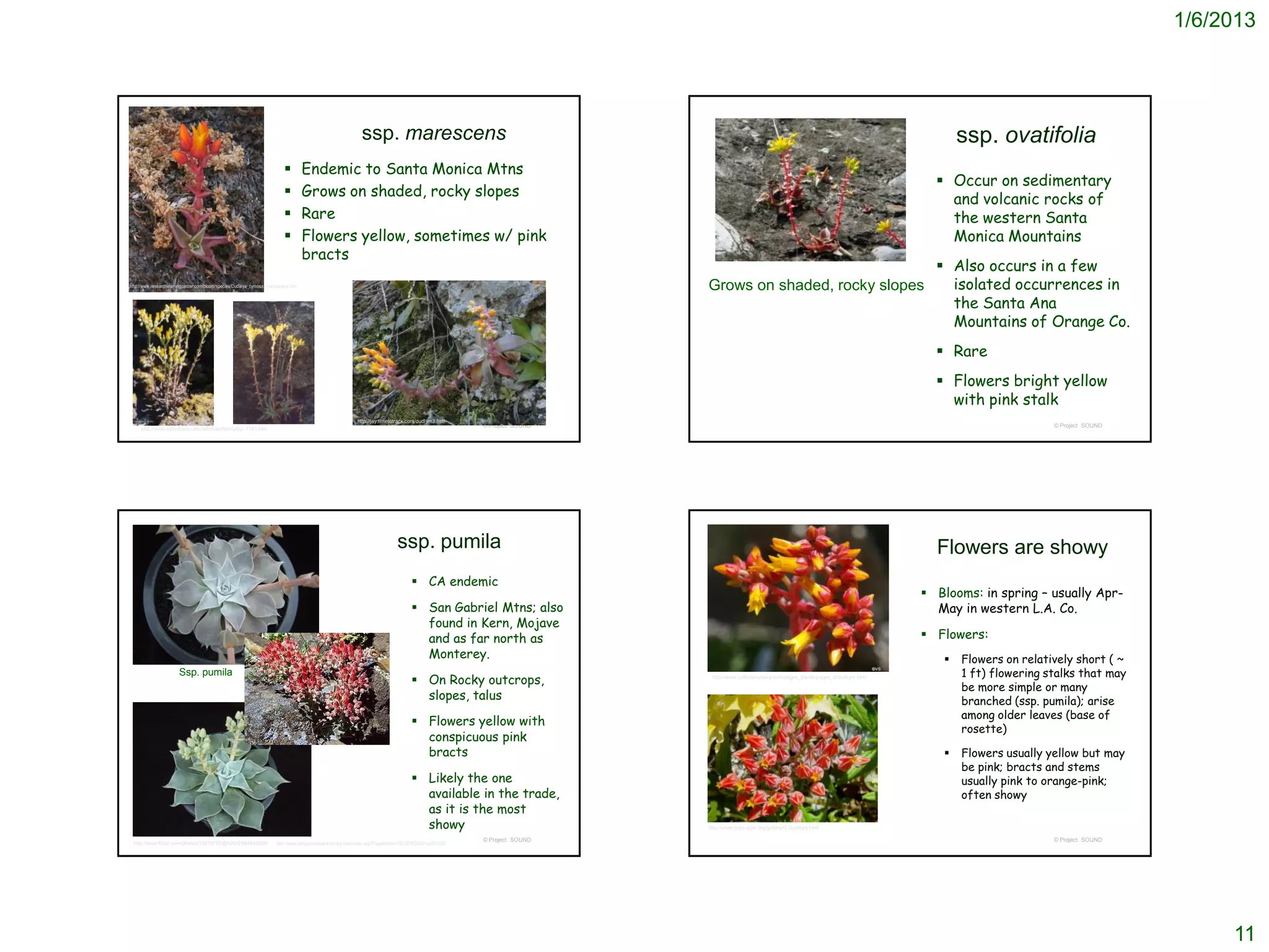 1/6/2013




                                                                                                               ssp. marescens                                                                                                                         ssp. ovatifolia
                                                                                   Endemic to Santa Monica Mtns
                                                                                                                                                                                                                                                  Occur on sedimentary
                                                                                   Grows on shaded, rocky slopes
                                                                                                                                                                                                                                                   and volcanic rocks of
                                                                                   Rare                                                                                                                                                           the western Santa
                                                                                   Flowers yellow, sometimes w/ pink                                                                                                                              Monica Mountains
                                                                                    bracts
                                                                                                                                                                                                                                                  Also occurs in a few
http://www.researchlearningcenter.com/bloom/species/Dudleya_cymosa_marcescens.htm                                                                                           Grows on shaded, rocky slopes                                          isolated occurrences in
                                                                                                                                                                                                                                                   the Santa Ana
                                                                                                                                                                                                                                                   Mountains of Orange Co.
                                                                                                                                                                                                                                                  Rare
                                                                                                                                                                                                                                                  Flowers bright yellow
                                                                                                                                                                                                                                                   with pink stalk
                                                                                                             http://jay.timetotrack.com/dudlym3.htm
                                                                                                                                                          © Project SOUND                                                                                              © Project SOUND
     http://www.callutheran.edu/wf/chap/family/bjc-1781.htm




                                                                                                                                ssp. pumila                                                                                                      Flowers are showy
                                                                                                                                        CA endemic
                                                                                                                                                                                                                                                Blooms: in spring – usually Apr-
                                                                                                                                        San Gabriel Mtns; also                                                                                  May in western L.A. Co.
                                                                                                                                         found in Kern, Mojave
                                                                                                                                         and as far north as                                                                                    Flowers:
                                                                                                                                         Monterey.                                                                                                   Flowers on relatively short ( ~
                       Ssp. pumila                                                                                                                                                                                                                    1 ft) flowering stalks that may
                                                                                                                                        On Rocky outcrops,                  http://www.calfloranursery.com/pages_plants/pages_d/dudcym.html

                                                                                                                                                                                                                                                      be more simple or many
                                                                                                                                         slopes, talus                                                                                                branched (ssp. pumila); arise
                                                                                                                                                                                                                                                      among older leaves (base of
                                                                                                                                        Flowers yellow with
                                                                                                                                                                                                                                                      rosette)
                                                                                                                                         conspicuous pink
                                                                                                                                         bracts                                                                                                      Flowers usually yellow but may
                                                                                                                                                                                                                                                      be pink; bracts and stems
                                                                                                                                        Likely the one                                                                                               usually pink to orange-pink;
                                                                                                                                         available in the trade,                                                                                      often showy
                                                                                                                                         as it is the most
                                                                                                                                         showy                              http://www.cnps-sgm.org/gallery/G-Dudleya.html

                                                                                                                                                          © Project SOUND                                                                                              © Project SOUND
 http://www.flickr.com/photos/33818785@N00/2594840898/                 http://www.siskiyourareplantnursery.com/index.asp?PageAction=VIEWPROD&ProdID=200




                                                                                                                                                                                                                                                                                              11
 