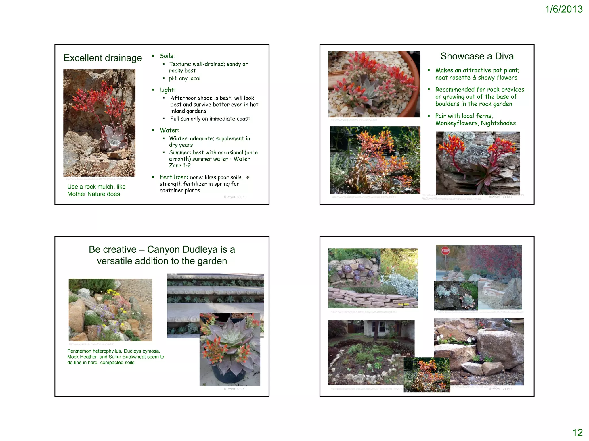 1/6/2013



                                                         Soils:                                                                                                                                    Showcase a Diva
Excellent drainage
                                                             Texture: well-drained; sandy or
                                                              rocky best                                                                                                                  Makes an attractive pot plant;
                                                             pH: any local                                                                                                                neat rosette & showy flowers

                                                         Light:                                                                                                                          Recommended for rock crevices
                                                               Afternoon shade is best; will look                                                                                         or growing out of the base of
                                                                best and survive better even in hot                                                                                        boulders in the rock garden
                                                                inland gardens
                                                               Full sun only on immediate coast                                                                                          Pair with local ferns,
                                                                                                                                                                                           Monkeyflowers, Nightshades
                                                                                                       http://www.wildgingerfarm.com/Dudleya.htm



                                                         Water:
                                                             Winter: adequate; supplement in
                                                              dry years
                                                             Summer: best with occasional (once
                                                              a month) summer water – Water
                                                              Zone 1-2

http://www.flickr.com/photos/33818785@N00/2594841114/    Fertilizer: none; likes poor soils. ¼
                                                           strength fertilizer in spring for
 Use a rock mulch, like
                                                           container plants
 Mother Nature does                                                                  © Project SOUND    http://www.yerbabuenanursery.com/viewplant.php?pid=0284
                                                                                                                                                                                     http://stevewolf.smugmug.com/keyword/crassulaceae/1/1264431629_VzWnxbD#!i=1264431629
                                                                                                                                                                                     &k=VzWnxbD                                                © Project SOUND
                                                                                                                                                                                     http://www.wrightmanalpines.com/plant/dudleya-cymosa




                     Be creative – Canyon Dudleya is a
                      versatile addition to the garden




                                                                                                       http://www.cyndyandjohn.com/Holiday%20Letter%202004.htm                                    http://www.merchantcircle.com/business/Earth.Transformations.303-554-1352/picture/view/1707601




   http://www.laspilitas.com/stores/escondido


 Penstemon heterophyllus, Dudleya cymosa,
 Mock Heather, and Sulfur Buckwheat seem to
 do fine in hard, compacted soils




                                                                                                                                                                                               http://designerblog.blogspot.com/2008_07_01_archive.html
                                                                                     © Project SOUND   http://gardeninginaustin.blogspot.com/2012/01/project-front-flower-bed.html                                                                       © Project SOUND




                                                                                                                                                                                                                                                                                                        12
 
