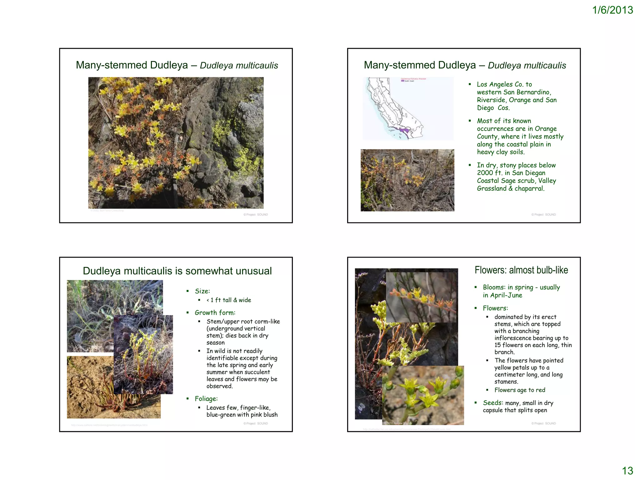 1/6/2013




   Many-stemmed Dudleya – Dudleya multicaulis                                                           Many-stemmed Dudleya – Dudleya multicaulis
                                                                                                                                                                                      Los Angeles Co. to
                                                                                                                                                                                       western San Bernardino,
                                                                                                                                                                                       Riverside, Orange and San
                                                                                                                                                                                       Diego Cos.

                                                                                                                                                                                      Most of its known
                                                                                                                                                                                       occurrences are in Orange
                                                                                                                                                                                       County, where it lives mostly
                                                                                                                                                                                       along the coastal plain in
                                                                                                                                                                                       heavy clay soils.

                                                                                                                                                                                      In dry, stony places below
                                                                                                                                                                                       2000 ft. in San Diegan
                                                                                                                                                                                       Coastal Sage scrub, Valley
                                                                                                                                                                                       Grassland & chaparral.


               © 2002 BonTerra Consulting
                                                                                      © Project SOUND                                                                                                      © Project SOUND




         Dudleya multicaulis is somewhat unusual                                                                                                                                       Flowers: almost bulb-like
                                                                                                                                                                                       Blooms: in spring - usually
                                                                  Size:
                                                                                                                                                                                        in April-June
                                                                       < 1 ft tall & wide
                                                                                                                                                                                       Flowers:
                                                                  Growth form:
                                                                                                                                                                                             dominated by its erect
                                                                       Stem/upper root corm-like                                                                                             stems, which are topped
                                                                        (underground vertical                                                                                                 with a branching
                                                                        stem); dies back in dry                                                                                               inflorescence bearing up to
                                                                        season                                                                                                                15 flowers on each long, thin
                                                                       In wild is not readily                                                                                                branch.
                                                                        identifiable except during                                                                                           The flowers have pointed
                                                                        the late spring and early                                                                                             yellow petals up to a
                                                                        summer when succulent                                                                                                 centimeter long, and long
                                                                        leaves and flowers may be                                                                                             stamens.
                                                                        observed.
                                                                                                                                                                                             Flowers age to red
                                                                  Foliage:
                                                                                                                                                                                       Seeds: many, small in dry
                                                                       Leaves few, finger-like,                                                                                         capsule that splits open
                                                                        blue-green with pink blush
                                                                                      © Project SOUND                     © 2010 Andrew Borcher                                                            © Project SOUND
http://www.calflora.net/bloomingplants/manystemmeddudleya.html
                                                                                                        http://nathistoc.bio.uci.edu/plants/Crassulaceae/Dudleya%20multicaulis.htm




                                                                                                                                                                                                                                   13
 