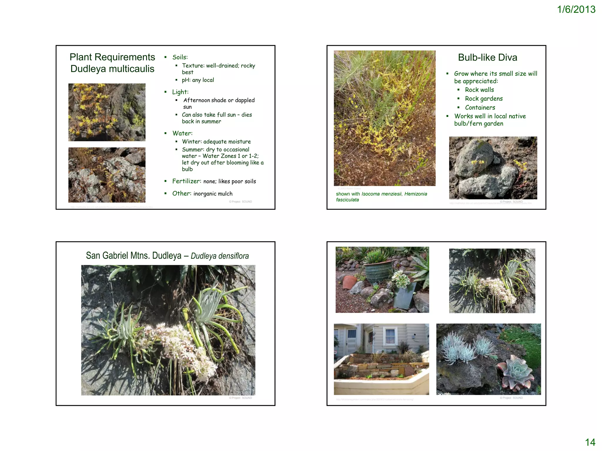 1/6/2013



Plant Requirements                                                            Soils:                                                                                                                   Bulb-like Diva
                                                                                  Texture: well-drained; rocky
Dudleya multicaulis                                                                best                                                                                                          Grow where its small size will
                                                                                  pH: any local                                                                                                  be appreciated:
                                                                              Light:                                                                                                               Rock walls
                                                                                  Afternoon shade or dappled                                                                                       Rock gardens
                                                                                   sun                                                                                                              Containers
                                                                                  Can also take full sun – dies                                                                                 Works well in local native
                                                                                   back in summer                                                                                                 bulb/fern garden
                                                                              Water:
                                                                                  Winter: adequate moisture
                                                                                  Summer: dry to occasional
                                                                                   water – Water Zones 1 or 1-2;
                                                                                   let dry out after blooming like a
                                                                                   bulb

                                                                              Fertilizer: none; likes poor soils
                                                                                                                         © 2003 Kristin Szabo

                                                                              Other: inorganic mulch                   shown with Isocoma menziesii, Hemizonia
                                                                                                      © Project SOUND   fasciculata                                                                                                           © Project SOUND
                                                                                                                                                                                                 http://nathistoc.bio.uci.edu/plants/Crassulaceae/Dudleya%20multicaulis.htm
http://nathistoc.bio.uci.edu/plants/Crassulaceae/Dudleya%20multicaulis.htm




             San Gabriel Mtns. Dudleya – Dudleya densiflora




                                                                                                      © Project SOUND                                                                                                                         © Project SOUND
                                                                                                                        http://drystonegarden.com/index.php/2009/01/cabernet-stone-terracing/




                                                                                                                                                                                                                                                                                   14
 