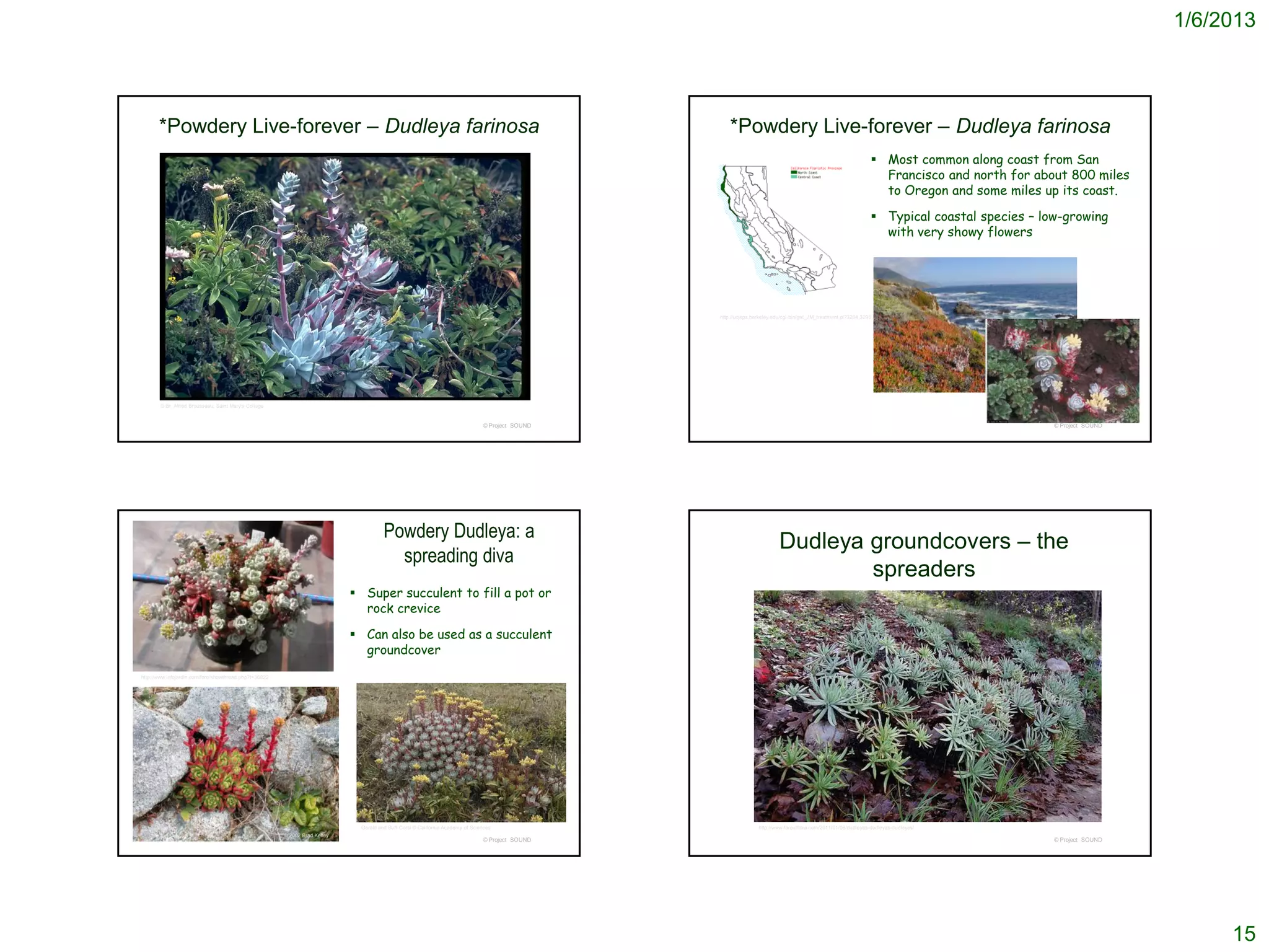 1/6/2013




       *Powdery Live-forever – Dudleya farinosa                                                                                                       *Powdery Live-forever – Dudleya farinosa
                                                                                                                                                                                                                  Most common along coast from San
                                                                                                                                                                                                                   Francisco and north for about 800 miles
                                                                                                                                                                                                                   to Oregon and some miles up its coast.

                                                                                                                                                                                                                  Typical coastal species – low-growing
                                                                                                                                                                                                                   with very showy flowers




                                                                                                                                                  http://ucjeps.berkeley.edu/cgi-bin/get_JM_treatment.pl?3284,3295,3320




        © Br. Alfred Brousseau, Saint Mary's College


                                                                                                                                © Project SOUND                                                                                                © Project SOUND




                                                                                       Powdery Dudleya: a
                                                                                                                                                                          Dudleya groundcovers – the
                                                                                         spreading diva
                                                                                                                                                                                  spreaders
                                                                              Super succulent to fill a pot or
                                                                               rock crevice

                                                                              Can also be used as a succulent
                                                                               groundcover
http://www.infojardin.com/foro/showthread.php?t=36822




                                                                              Gerald and Buff Corsi © California Academy of Sciences                              http://www.faroutflora.com/2011/01/08/dudleyas-dudleyas-dudleyas/
                                                        © 2002 Brad Kelley
                                                                                                                                © Project SOUND                                                                                                © Project SOUND




                                                                                                                                                                                                                                                                      15
 