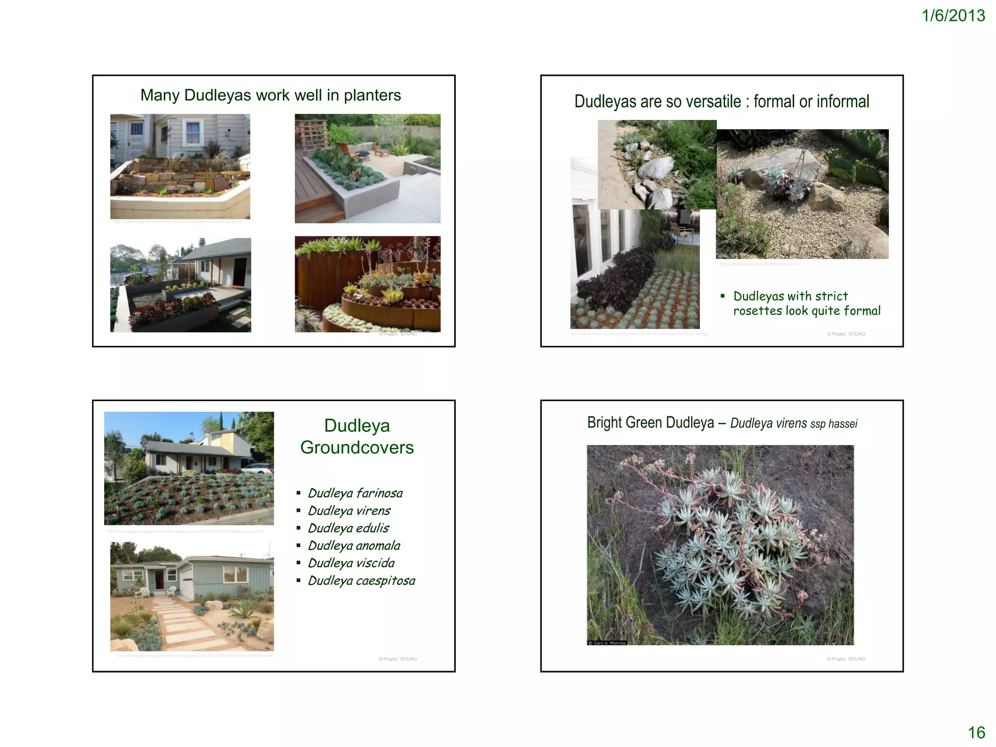 1/6/2013



                 Many Dudleyas work well in planters                                                                       Dudleyas are so versatile : formal or informal




   http://drystonegarden.com/index.php/2009/01/cabernet-stone-terracing/




                                                                                                                                                                                                                  http://kristamaxwell.com/garden/photos2.html




                                                                                                                                                                                                                   Dudleyas with strict
                                                                                                                                                                                                                    rosettes look quite formal
                                                                                                        © Project SOUND   http://www.ecosalon.com/wp-content/uploads/2009/04/more-showcase-2009-023-341x455.jpg                                                  © Project SOUND




                                                                                          Dudleya                                  Bright Green Dudleya – Dudleya virens ssp hassei
                                                                                        Groundcovers

                                                                                           Dudleya farinosa
                                                                                           Dudleya virens
http://marvistagreengardenshowcase.blogspot.com/2012/02/3041-midvale-avenue.html           Dudleya edulis
                                                                                           Dudleya anomala
                                                                                           Dudleya viscida
                                                                                           Dudleya caespitosa




    http://marvistagreengardenshowcase.blogspot.com/2012/02/12806-stanwood-drive.html
                                                                                                        © Project SOUND                                                                                                                                          © Project SOUND




                                                                                                                                                                                                                                                                                        16
 