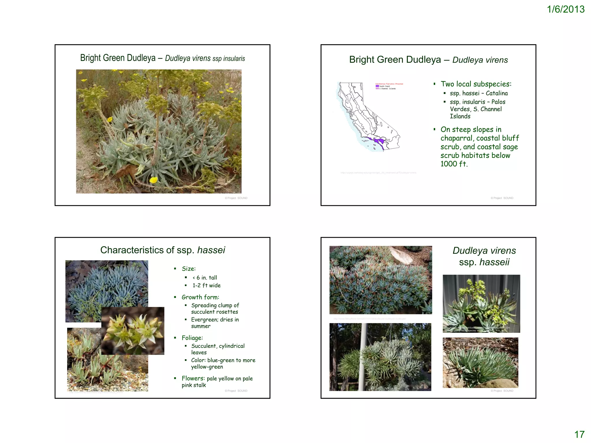 1/6/2013



         Bright Green Dudleya – Dudleya virens ssp insularis                                             Bright Green Dudleya – Dudleya virens

                                                                                                                                                                          Two local subspecies:
                                                                                                                                                                             ssp. hassei – Catalina
                                                                                                                                                                             ssp. insularis – Palos
                                                                                                                                                                              Verdes, S. Channel
                                                                                                                                                                              Islands

                                                                                                                                                                          On steep slopes in
                                                                                                                                                                           chaparral, coastal bluff
                                                                                                                                                                           scrub, and coastal sage
                                                                                                                                                                           scrub habitats below
                                                                                                                                                                           1000 ft.
                                                                                                 http://ucjeps.berkeley.edu/cgi-bin/get_JM_treatment.pl?Dudleya+virens




                                                                         © Project SOUND                                                                                                                            © Project SOUND




                           Characteristics of ssp. hassei                                                                                                                         Dudleya virens
                                                                                                                                                                                   ssp. hasseii
                                                    Size:
                                                       < 6 in. tall
                                                          1-2 ft wide

                                                    Growth form:
                                                        Spreading clump of
                                                         succulent rosettes
                                                        Evergreen; dries in               http://www.faroutflora.com/2011/01/08/dudleyas-dudleyas-dudleyas/


                                                         summer                                                                                                             http://crassulaceae.net/dudleyamenu/72-speciesdudleya/224-
                                                                                                                                                                            dudleya-part-5-list-of-species


                                                    Foliage:
                                                        Succulent, cylindrical
                                                         leaves
                                                        Color: blue-green to more
                                                         yellow-green

                                                    Flowers: pale yellow on pale
                                                      pink stalk
                                                                         © Project SOUND                                                                                                                            © Project SOUND
http://commons.wikimedia.org/wiki/Dudleya_virens




                                                                                                                                                                                                                                              17
 