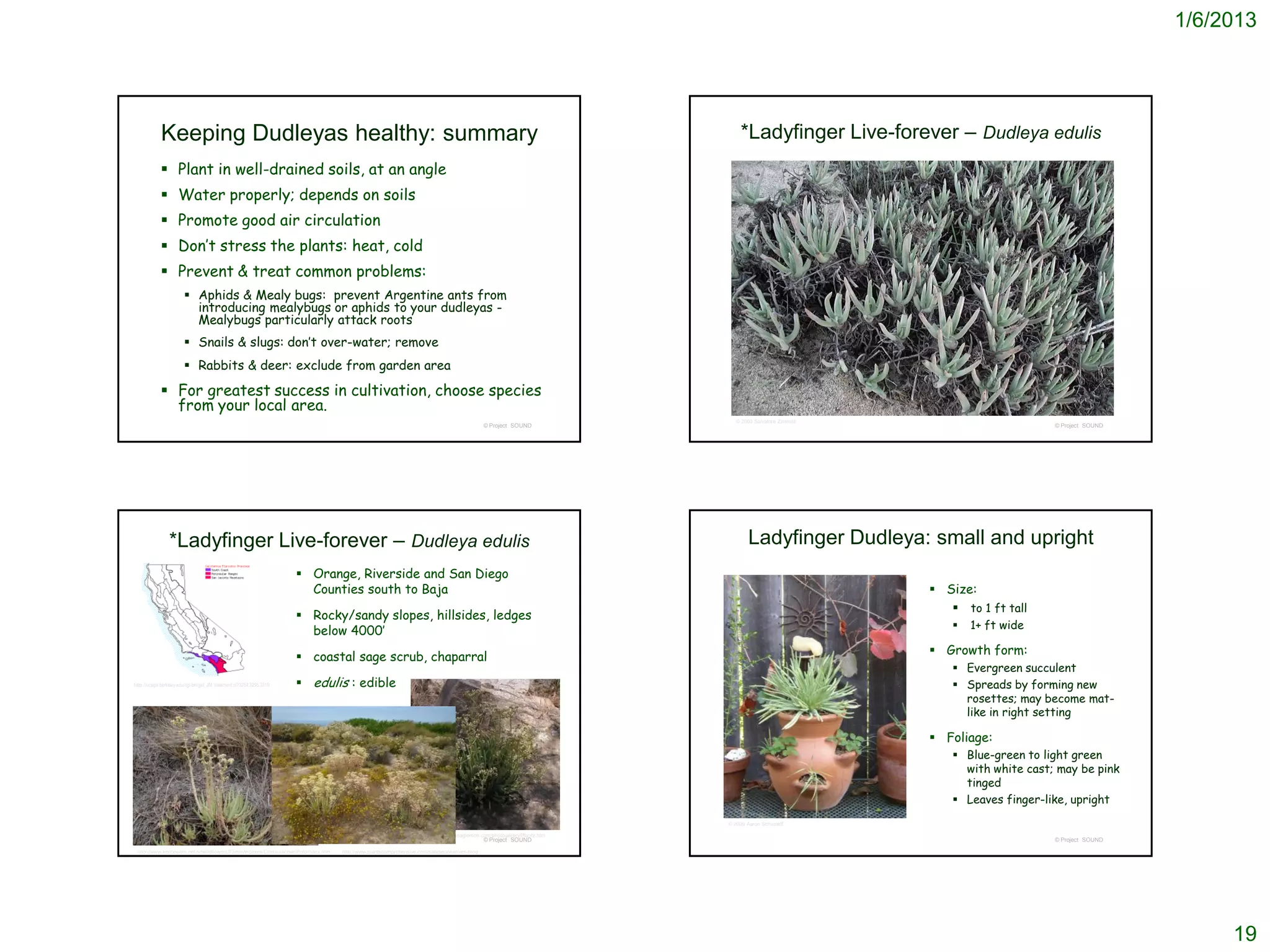 1/6/2013




             Keeping Dudleyas healthy: summary                                                                                                                              *Ladyfinger Live-forever – Dudleya edulis
              Plant in well-drained soils, at an angle
              Water properly; depends on soils
              Promote good air circulation
              Don’t stress the plants: heat, cold
              Prevent & treat common problems:
                          Aphids & Mealy bugs: prevent Argentine ants from
                           introducing mealybugs or aphids to your dudleyas -
                           Mealybugs particularly attack roots
                          Snails & slugs: don’t over-water; remove
                          Rabbits & deer: exclude from garden area

              For greatest success in cultivation, choose species
               from your local area.
                                                                                                                                                                           © 2000 Salvatore Zimmitti
                                                                                                                                             © Project SOUND                                                                 © Project SOUND




                 *Ladyfinger Live-forever – Dudleya edulis                                                                                                                      Ladyfinger Dudleya: small and upright
                                                                         Orange, Riverside and San Diego
                                                                          Counties south to Baja                                                                                                        Size:
                                                                                                                                                                                                           to 1 ft tall
                                                                         Rocky/sandy slopes, hillsides, ledges
                                                                                                                                                                                                              1+ ft wide
                                                                          below 4000’

                                                                         coastal sage scrub, chaparral                                                                                                 Growth form:
                                                                                                                                                                                                            Evergreen succulent
http://ucjeps.berkeley.edu/cgi-bin/get_JM_treatment.pl?3284,3295,3319    edulis : edible                                                                                                                   Spreads by forming new
                                                                                                                                                                                                             rosettes; may become mat-
                                                                                                                                                                                                             like in right setting

                                                                                                                                                                                                        Foliage:
                                                                                                                                                                                                            Blue-green to light green
                                                                                                                                                                                                             with white cast; may be pink
                                                                                                                                                                                                             tinged
                                                                                                                                                                                                            Leaves finger-like, upright
                                                                                                                                                                        © 2009 Aaron Schusteff

                                                                                                                http://www.miriameaglemon.com/photogallery/Plants.htm
                                                                                                                                             © Project SOUND                                                                 © Project SOUND
 http://www.kenbowles.net/sdwildflowers/FamilyIndexes/Crassulaceae/FotoIndex.htm   http://www.plantscomprehensive.com/sandiegonatives-blog




                                                                                                                                                                                                                                                    19
 