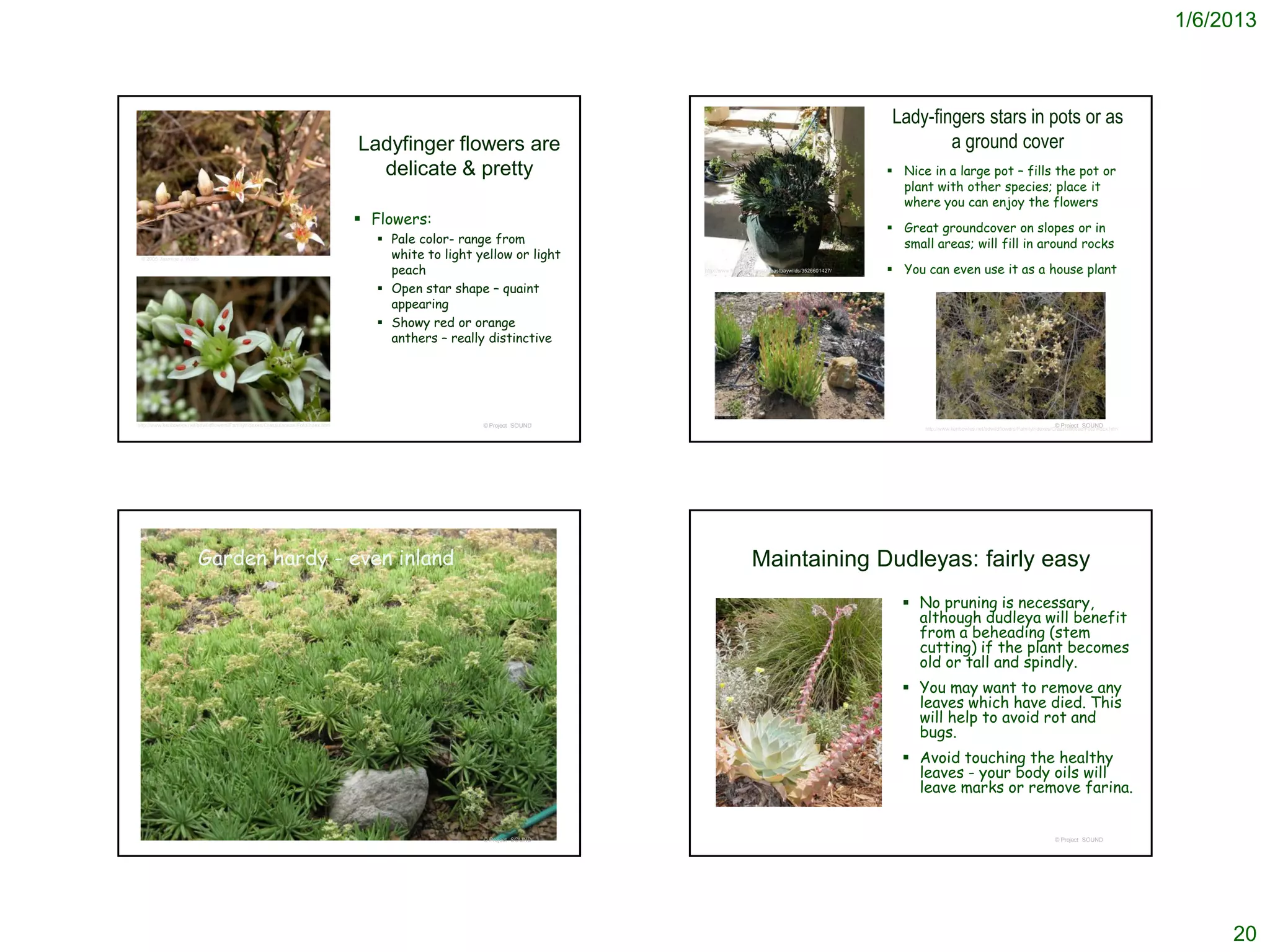 1/6/2013



                                                                                                                                                                                Lady-fingers stars in pots or as
                                                                                  Ladyfinger flowers are                                                                                a ground cover
                                                                                    delicate & pretty                                                                            Nice in a large pot – fills the pot or
                                                                                                                                                                                  plant with other species; place it
                                                                                                                                                                                  where you can enjoy the flowers
                                                                                   Flowers:
                                                                                                                                                                                 Great groundcover on slopes or in
                                                                                     Pale color- range from                                                                      small areas; will fill in around rocks
 © 2005 Jasmine J. Watts                                                              white to light yellow or light
                                                                                      peach                             http://www.flickr.com/photos/eastbaywilds/3526601427/    You can even use it as a house plant
                                                                                     Open star shape – quaint
                                                                                      appearing
                                                                                     Showy red or orange
                                                                                      anthers – really distinctive




http://www.kenbowles.net/sdwildflowers/FamilyIndexes/Crassulaceae/FotoIndex.htm                       © Project SOUND                                                                                                                      © Project SOUND
                                                                                                                                                                                      http://www.kenbowles.net/sdwildflowers/FamilyIndexes/Crassulaceae/FotoIndex.htm




                        Garden hardy - even inland                                                                                         Maintaining Dudleyas: fairly easy
                                                                                                                                                                                   No pruning is necessary,
                                                                                                                                                                                    although dudleya will benefit
                                                                                                                                                                                    from a beheading (stem
                                                                                                                                                                                    cutting) if the plant becomes
                                                                                                                                                                                    old or tall and spindly.
                                                                                                                                                                                   You may want to remove any
                                                                                                                                                                                    leaves which have died. This
                                                                                                                                                                                    will help to avoid rot and
                                                                                                                                                                                    bugs.
                                                                                                                                                                                   Avoid touching the healthy
                                                                                                                                                                                    leaves - your body oils will
                                                                                                                                                                                    leave marks or remove farina.


                                                                                                      © Project SOUND                                                                                                                      © Project SOUND




                                                                                                                                                                                                                                                                             20
 