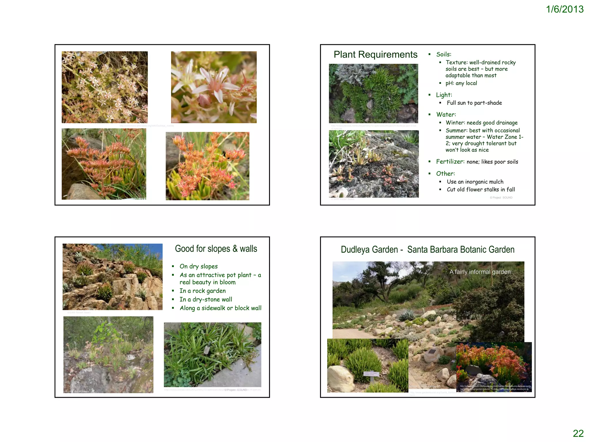 1/6/2013



                                                                                                                                                             Plant Requirements                                                                       Soils:
                                                                                                                                                                                                                                                                 Texture: well-drained rocky
                                                                                                                                                                                                                                                                  soils are best – but more
                                                                                                                                                                                                                                                                  adaptable than most
                                                                                                                                                                                                                                                                 pH: any local

                                                                                                                                                                                                                                                      Light:
                                                                                                                                                                                                                                                                       Full sun to part-shade

                                                                                                                                                                                                                                                      Water:
                        http://commons.wikimedia.org/wiki/Dudleya_viscida                                                                                  http://crassulaceae.net/dudleyamenu/72-speciesdudleya/224-dudleya-part-5-list-
                                                                                                                                                                                                                                                                 Winter: needs good drainage
                                                                                                                                                                                                                                                                 Summer: best with occasional
                                                                                                                                                           of-species


                                                                                                                                                                                                                                                                  summer water – Water Zone 1-
                                                                                                                                                                                                                                                                  2; very drought tolerant but
                                                                                                                                                                                                                                                                  won’t look as nice

                                                                                                                                                                                                                                                      Fertilizer: none; likes poor soils

                                                                                                                                                                                                                                                      Other:
                                                                                                                                                                                                                                                                       Use an inorganic mulch
                                                                                                                                                                                                                                                                       Cut old flower stalks in fall
                                                                                                                      © Project SOUND                                                                                                                                                                                © Project SOUND
                                                                                                                                                           © 2009 Robert Steers




                                                                            Good for slopes & walls                                                                Dudleya Garden - Santa Barbara Botanic Garden
                                                                       On dry slopes
                                                                                                                                                                                                                                                                           A fairly informal garden
                                                                       As an attractive pot plant – a
                                                                        real beauty in bloom
                                                                       In a rock garden
                                                                       In a dry-stone wall
                                                                       Along a sidewalk or block wall
 © 2009 Robert Steers




                                                                                                                                                              http://www.gardentourist.org/Santa_Barbara_Botanic_Garden/Santa_Barbara_Botanic_Garden.html                       http://www.xericworld.com/forums/members/sarmis-luters-albums-dudleyas-santa-
                                                                http://crassulaceae.net/dudleyamenu/72-speciesdudleya/224-dudleya-part-5-list-of-species
                                                                                                                      © Project SOUND                                                                                                                                           barbara-botanical-garden-picture4779-sticky-live-forever-dudleya-viscida-july-2-
                                                                                                                                                                                                                                                                                                                 © Project SOUND
© 2009 Robert Steers                                                                                                                                                                                                                                                            2011.html
                                                                                                                                                                                                                                   http://www.gardentourist.org/Santa_Barbara_Botanic_Garden/Santa_Barbara_Botanic_Garden.
                                                                                                                                                                                                                                   html




                                                                                                                                                                                                                                                                                                                                                                        22
 