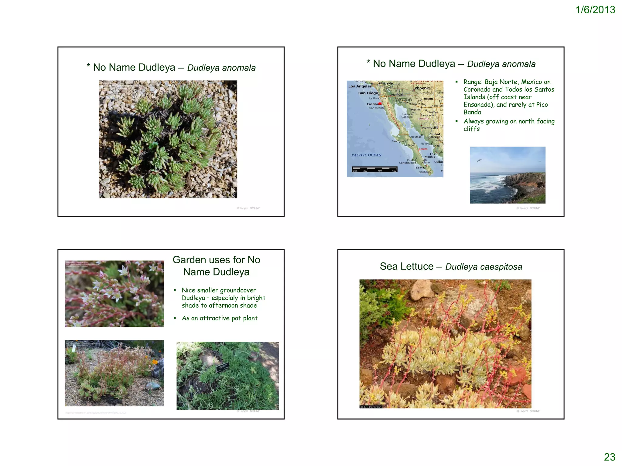 1/6/2013




                 * No Name Dudleya – Dudleya anomala                                        * No Name Dudleya – Dudleya anomala
                                                                                                               Range: Baja Norte, Mexico on
                                                                                                                Coronado and Todos los Santos
                                                                                                                Islands (off coast near
                                                                                                                Ensanada), and rarely at Pico
                                                                                                                Banda
                                                                                                               Always growing on north facing
                                                                                                                cliffs




                                                                          © Project SOUND                                        © Project SOUND




                                                     Garden uses for No
                                                                                              Sea Lettuce – Dudleya caespitosa
                                                      Name Dudleya
                                                      Nice smaller groundcover
                                                       Dudleya – especialy in bright
                                                       shade to afternoon shade

                                                      As an attractive pot plant




                                                                          © Project SOUND                                        © Project SOUND
http://davesgarden.com/guides/pf/showimage/330302/




                                                                                                                                                        23
 