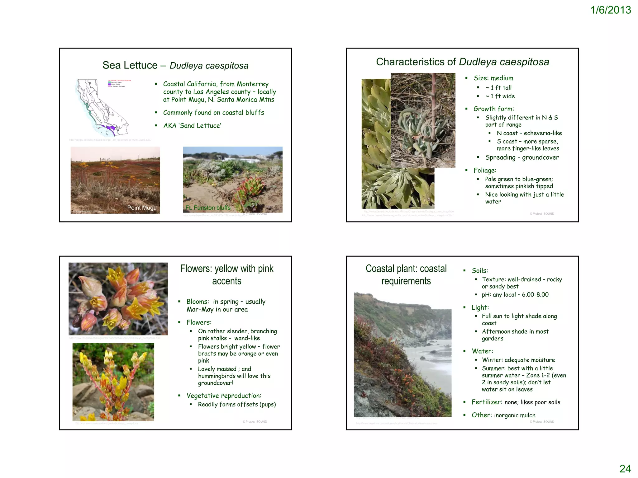 1/6/2013




                            Sea Lettuce – Dudleya caespitosa                                                                                                          Characteristics of Dudleya caespitosa
                                                                                                                                                                                                                                          Size: medium
                                                                         Coastal California, from Monterrey
                                                                                                                                                                                                                                             ~ 1 ft tall
                                                                          county to Los Angeles county – locally
                                                                                                                                                                                                                                                 ~ 1 ft wide
                                                                          at Point Mugu, N. Santa Monica Mtns
                                                                                                                                                                                                                                          Growth form:
                                                                         Commonly found on coastal bluffs
                                                                                                                                                                                                                                                 Slightly different in N & S
                                                                         AKA ‘Sand Lettuce’                                                                                                                                                      part of range
                                                                                                                                                                                                                                                    N coast – echeveria-like
http://ucjeps.berkeley.edu/cgi-bin/get_JM_treatment.pl?3284,3295,3307
                                                                                                                                                                                                                                                    S coast – more sparse,
                                                                                                                                                                                                                                                      more finger-like leaves
                                                                                                                                                                                                                                               Spreading - groundcover

                                                                                                                                                                                                                                          Foliage:
                                                                                                                                                                                                                                                 Pale green to blue-green;
                                                                                                                                                                                                                                                  sometimes pinkish tipped
                                                                                                                                                                                                                                                 Nice looking with just a little
                                                                                                                                                                                                                                                  water
   © 2006 Steven Thorsted
                                                Point Mugu                        Ft. Funston bluffs                                                       http://www.desert-tropicals.com/Plants/Crassulaceae/Dudleya_caespitosa.html
                                                                                                                                   © Project SOUND                                                                                                                 © Project SOUND
                                                                                 http://www.faroutflora.com/2010/04/27/im-a-dudleya-dork/                 http://www.researchlearningcenter.com/bloom/species/Dudleya_caespitosa.htm




                                                                                Flowers: yellow with pink                                                    Coastal plant: coastal                                                       Soils:
                                                                                        accents                                                                 requirements                                                                  Texture: well-drained – rocky
                                                                                                                                                                                                                                               or sandy best
                                                                                                                                                                                                                                              pH: any local – 6.00-8.00
                                                                                Blooms: in spring – usually
                                                                                 Mar-May in our area                                                                                                                                      Light:
                                                                                                                                                                                                                                              Full sun to light shade along
                                                                                Flowers:                                                                                                                                                      coast
                                                                                            On rather slender, branching                                                                                                                     Afternoon shade in most
http://www.researchlearningcenter.com/bloom/species/Dudleya_caespitosa.htm                   pink stalks - wand-like                                                                                                                           gardens
                                                                                            Flowers bright yellow – flower
                                                                                             bracts may be orange or even                                                                                                                 Water:
                                                                                             pink                                                                                                                                             Winter: adequate moisture
                                                                                            Lovely massed ; and                                                                                                                              Summer: best with a little
                                                                                             hummingbirds will love this                                                                                                                       summer water – Zone 1-2 (even
                                                                                             groundcover!                                                                                                                                      2 in sandy soils); don’t let
                                                                                                                                                                                                                                               water sit on leaves
                                                                                Vegetative reproduction:
                                                                                            Readily forms offsets (pups)                                                                                                                 Fertilizer: none; likes poor soils

                                                                                                                                                     http://commons.wikimedia.org/wiki/Dudleya_caespitosa                                 Other: inorganic mulch
                                                                                                                                   © Project SOUND                                                                                                                 © Project SOUND
    http://commons.wikimedia.org/wiki/Dudleya_caespitosa                                                                                             http://www.laspilitas.com/nature-of-california/plants/dudleya-caespitosa




                                                                                                                                                                                                                                                                                          24
 