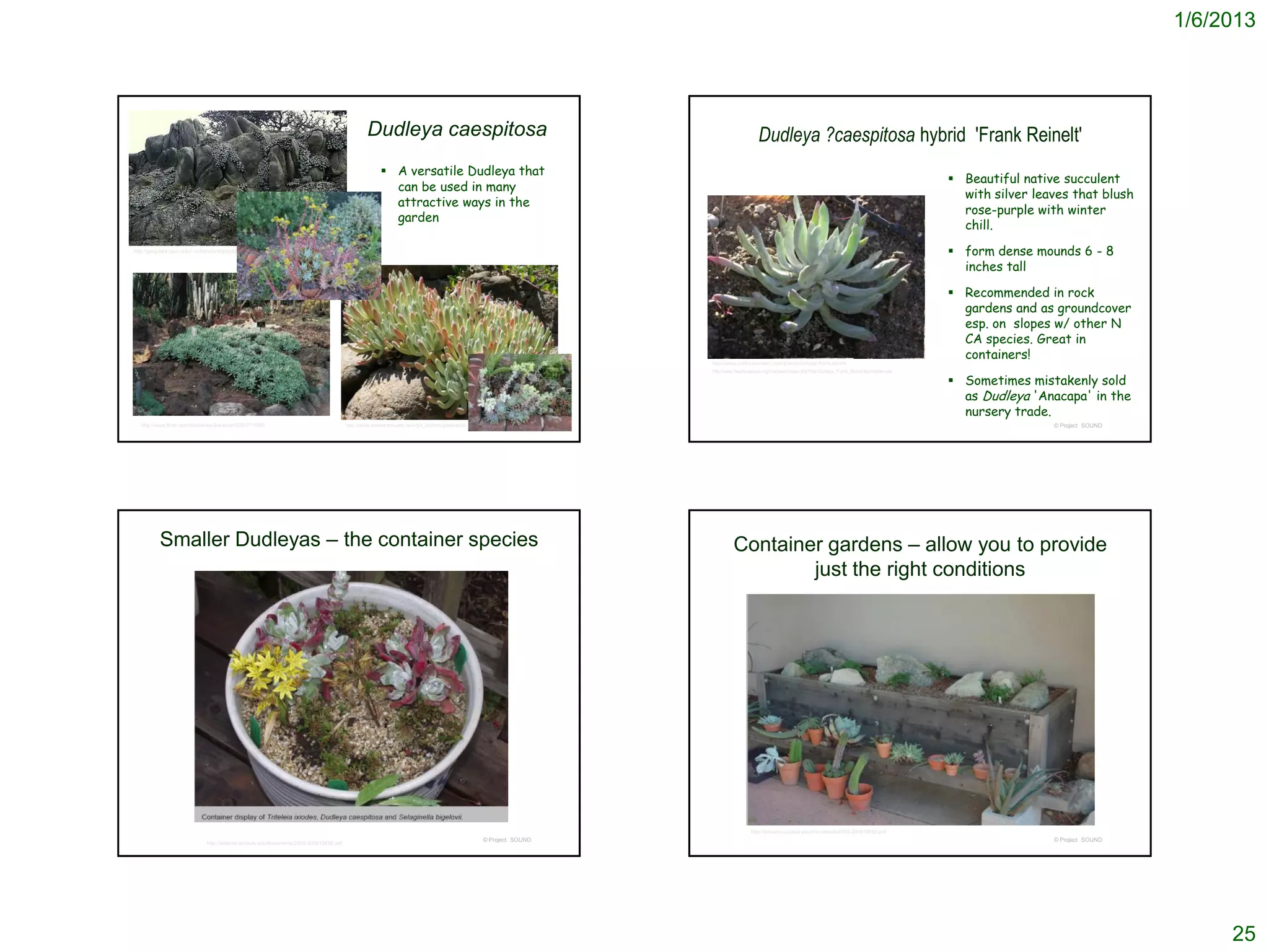 1/6/2013




                                                                                                  Dudleya caespitosa                                                                            Dudleya ?caespitosa hybrid 'Frank Reinelt'
                                                                                                         A versatile Dudleya that
                                                                                                                                                                                                                                                                         Beautiful native succulent
                                                                                                          can be used in many
                                                                                                                                                                                                                                                                          with silver leaves that blush
                                                                                                          attractive ways in the
                                                                                                                                                                                                                                                                          rose-purple with winter
                                                                                                          garden
                                                                                                                                                                                                                                                                          chill.
                                                               Point Lobos
http://geogdata.csun.edu/~voltaire/ann/plant/pointlobos.html                                                                                                                                                                                                             form dense mounds 6 - 8
                                                                                                                                                                                                                                                                          inches tall

                                                                                                                                                                                                                                                                         Recommended in rock
                                                                                                                                                                                                                                                                          gardens and as groundcover
                                                                                                                                                                                                                                                                          esp. on slopes w/ other N
                                                                                                                                                                                                                                                                          CA species. Great in
                                                                                                                                                                         http://www.calfloranursery.com/plants/dudleya-frank-reinelt
                                                                                                                                                                                                                                                                          containers!
                                                                                                                                                                         http://www.theodorepayne.org/mediawiki/index.php?title=Dudleya_'Frank_Reinelt'&printable=yes

                                                                                                                                                                                                                                                                         Sometimes mistakenly sold
                                                                                                                                                                                                                                                                          as Dudleya 'Anacapa' in the
                                                                                                                                                                                                                                                                          nursery trade.
   http://www.flickr.com/photos/exuberance/3251771669/                                    http://www.anniesannuals.com/plt_lst/lists/general/lst.gen.asp?prodid=3942
                                                                                                                                                       © Project SOUND                                                                                                                   © Project SOUND




           Smaller Dudleyas – the container species                                                                                                                                Container gardens – allow you to provide
                                                                                                                                                                                           just the right conditions




                                                                                                                                                                                            http://slosson.ucdavis.edu/documents/2005-200610656.pdf
                                                                                                                                                  © Project SOUND                                                                                                                        © Project SOUND
                                http://slosson.ucdavis.edu/documents/2005-200610656.pdf




                                                                                                                                                                                                                                                                                                                25
 