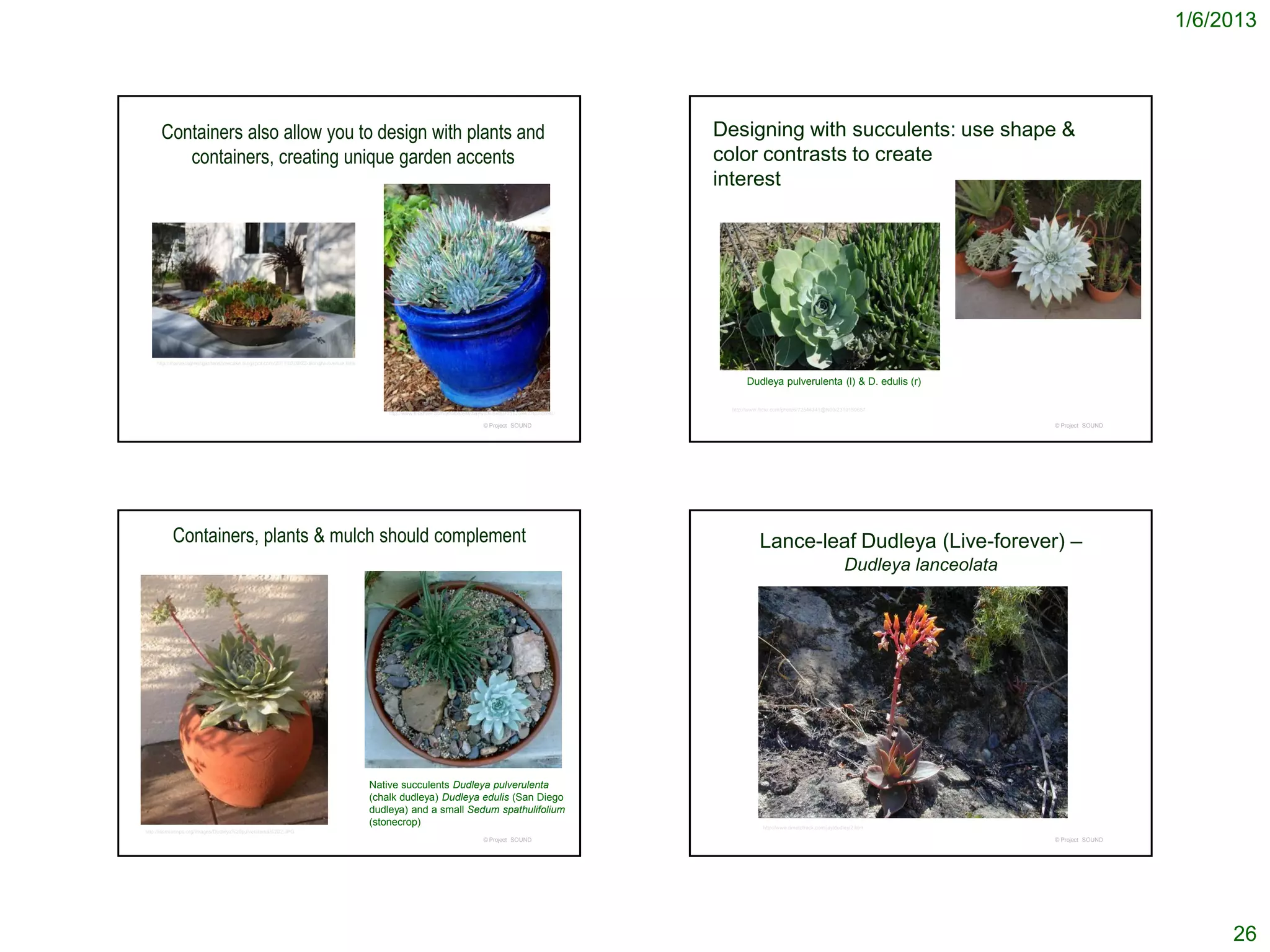 1/6/2013




      Containers also allow you to design with plants and                                                                                                           Designing with succulents: use shape &
         containers, creating unique garden accents                                                                                                                 color contrasts to create
                                                                                                                                                                    interest




    http://marvistagreengardenshowcase.blogspot.com/2011/02/3922-albright-avenue.html


                                                                                                                                                                           Dudleya pulverulenta (l) & D. edulis (r)

                                                                                                                                                                      http://www.flickr.com/photos/72544341@N00/2310150657
                                                                                            http://www.flickriver.com/photos/eastbaywilds/sets/72157594276050096/

                                                                                                                                   © Project SOUND                                                                                       © Project SOUND




          Containers, plants & mulch should complement                                                                                                                          Lance-leaf Dudleya (Live-forever) –
                                                                                                                                                                                                                    Dudleya lanceolata




                                                                                        Native succulents Dudleya pulverulenta
                                                                                        (chalk dudleya) Dudleya edulis (San Diego
                                                                                        dudleya) and a small Sedum spathulifolium
                                                                                        (stonecrop)                                                                               http://www.timetotrack.com/jay/dudleyl2.htm
http://lasmmcnps.org/images/Dudleya%20pulverulenta%202.JPG
                                                                                                                                   © Project SOUND                                                                                       © Project SOUND




                                                                                                                                                                                                                                                                26
 