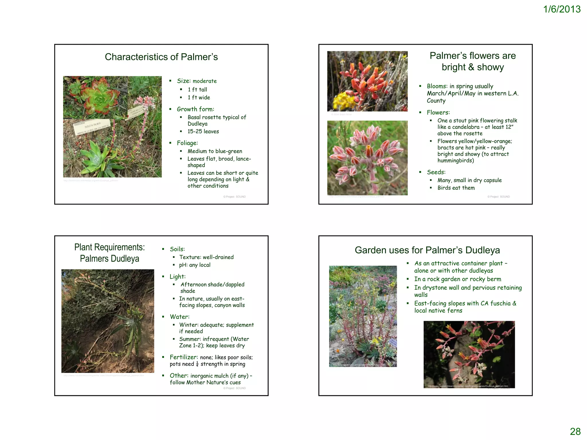 1/6/2013



                                     Characteristics of Palmer’s                                                                                                                     Palmer’s flowers are
                                                                                                                                                                                       bright & showy
                                                                             Size: moderate
                                                                                                                                                                                  Blooms: in spring usually
                                                                                1 ft tall
                                                                                                                                                                                   March/April/May in western L.A.
                                                                                     1 ft wide
                                                                                                                                                                                   County
                                                                             Growth form:
                                                                                                                                                                                  Flowers:
                                                                                      Basal rosette typical of
                                                                                                                       © 2004 Brent Miller
                                                                                  
                                                                                                                                                                                           One a stout pink flowering stalk
                                                                                      Dudleya
                                                                                                                                                                                            like a candelabra – at least 12”
                                                                                     15-25 leaves                                                                                          above the rosette
                                                                             Foliage:                                                                                                     Flowers yellow/yellow-orange;
                                                                                                                                                                                            bracts are hot pink – really
                                                                                     Medium to blue-green
                                                                                                                                                                                            bright and showy (to attract
                                                                                     Leaves flat, broad, lance-                                                                            hummingbirds)
                                                                                      shaped
                                                                                     Leaves can be short or quite                                                                Seeds:
http://commons.wikimedia.org/wiki/Dudleya_palmeri                                     long depending on light &                                                                            Many, small in dry capsule
                                                                                      other conditions                                                                                     Birds eat them
                                                                                                    © Project SOUND   http://commons.wikimedia.org/wiki/Dudleya_palmeri                                                                 © Project SOUND




         Plant Requirements:                                               Soils:                                                           Garden uses for Palmer’s Dudleya
          Palmers Dudleya                                                      Texture: well-drained
                                                                                                                                                                              As an attractive container plant –
                                                                               pH: any local
                                                                                                                                                                               alone or with other dudleyas
                                                                           Light:                                                                                            In a rock garden or rocky berm
                                                                               Afternoon shade/dappled
                                                                                                                                                                              In drystone wall and pervious retaining
                                                                                shade
                                                                                                                                                                               walls
                                                                               In nature, usually on east-
                                                                                facing slopes, canyon walls                                                                   East-facing slopes with CA fuschia &
                                                                                                                                                                               local native ferns
                                                                           Water:
                                                                               Winter: adequate; supplement
                                                                                if needed
                                                                               Summer: infrequent (Water
                                                                                Zone 1-2); keep leaves dry

                                                                           Fertilizer: none; likes poor soils;
                                                                             pots need ¼ strength in spring              http://davesgarden.com/guides/articles/view/2318/



http://www.researchlearningcenter.com/bloom/species/Dudleya_palmeri.htm
                                                                           Other: inorganic mulch (if any) –
                                                                             follow Mother Nature’s cues
                                                                                                                                                                                    http://www.researchlearningcenter.com/bloom/species/Dudleya_palmeri.htm
                                                                                                    © Project SOUND                                                                                                                     © Project SOUND




                                                                                                                                                                                                                                                                   28
 