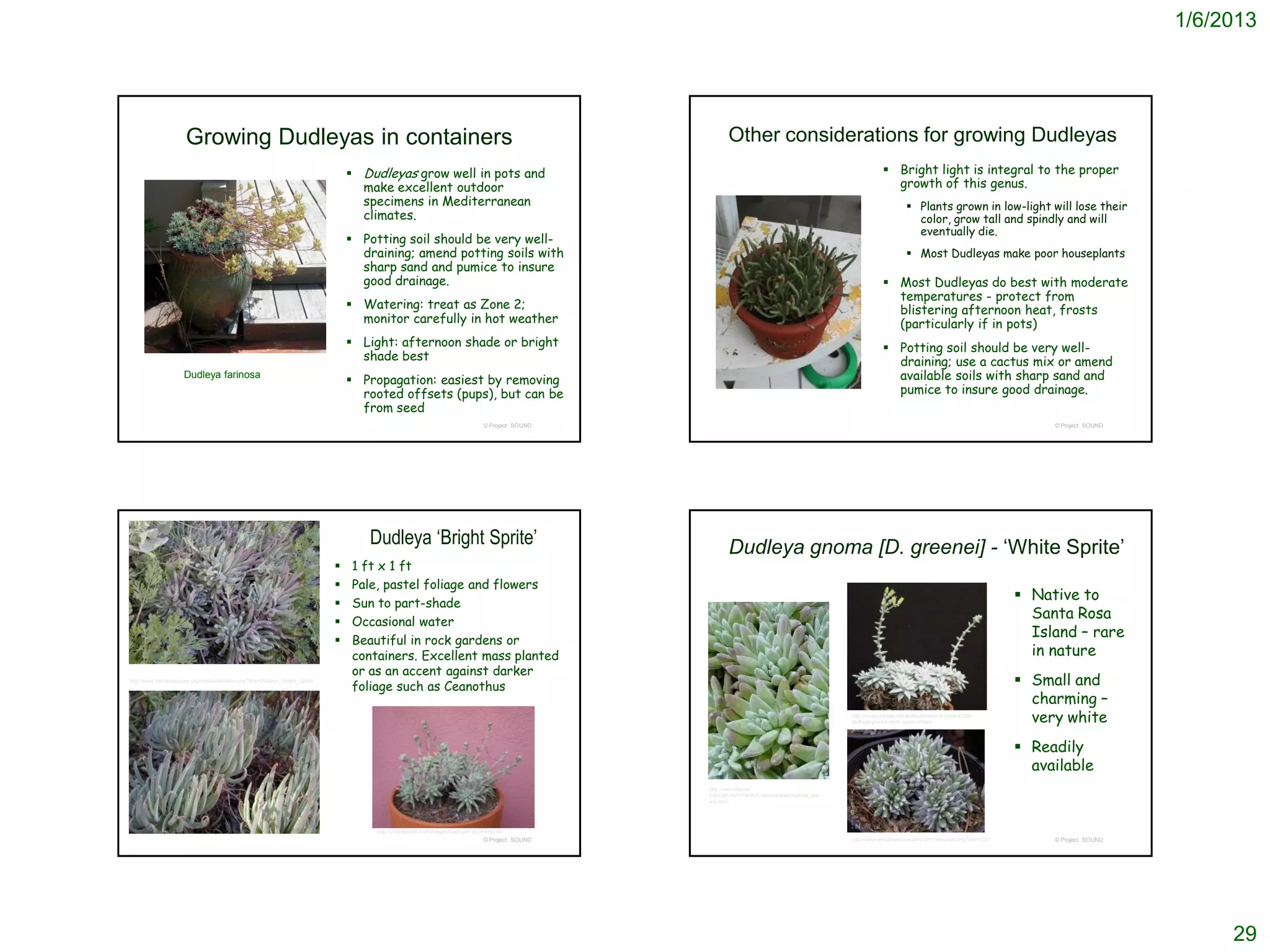 1/6/2013




                       Growing Dudleyas in containers                                                                                                           Other considerations for growing Dudleyas
                                                                                      Dudleyas grow well in pots and                                                                                                 Bright light is integral to the proper
                                                                                       make excellent outdoor                                                                                                          growth of this genus.
                                                                                       specimens in Mediterranean                                                                                                               Plants grown in low-light will lose their
                                                                                       climates.                                                                                                                                 color, grow tall and spindly and will
                                                                                                                                                                                                                                 eventually die.
                                                                                      Potting soil should be very well-
                                                                                       draining; amend potting soils with                                                                                                       Most Dudleyas make poor houseplants
                                                                                       sharp sand and pumice to insure
                                                                                       good drainage.                                                                                                                 Most Dudleyas do best with moderate
                                                                                                                                                                                                                       temperatures - protect from
                                                                                      Watering: treat as Zone 2;                                                                                                      blistering afternoon heat, frosts
                                                                                       monitor carefully in hot weather                                                                                                (particularly if in pots)
                                                                                      Light: afternoon shade or bright                                                                                               Potting soil should be very well-
                                                                                       shade best                                                                                                                      draining; use a cactus mix or amend
                      Dudleya farinosa
                                                                                      Propagation: easiest by removing                                                                                                available soils with sharp sand and
                                                                                       rooted offsets (pups), but can be                                                                                               pumice to insure good drainage.
                                                                                       from seed
                                                                                                                                       © Project SOUND                                                                                                                  © Project SOUND




                                                                                        Dudleya ‘Bright Sprite’                                                 Dudleya gnoma [D. greenei] - ‘White Sprite’
                                                                                    1 ft x 1 ft
                                                                                    Pale, pastel foliage and flowers
                                                                                    Sun to part-shade
                                                                                                                                                                                                                                                                    Native to
                                                                                    Occasional water
                                                                                                                                                                                                                                                                     Santa Rosa
                                                                                    Beautiful in rock gardens or
                                                                                                                                                                                                                                                                     Island – rare
                                                                                     containers. Excellent mass planted                                                                                                                                              in nature
                                                                                     or as an accent against darker
http://www.theodorepayne.org/mediawiki/index.php?title=Dudleya_'Bright_Sprite'
                                                                                     foliage such as Ceanothus                                                                                                                                                      Small and
                                                                                                                                                                                                                                                                     charming –
                                                                                                                                                                                                         http://crassulaceae.net/dudleyamenu/94-photos/538-
                                                                                                                                                                                                         dudleya-gnoma-white-sprite-photos                           very white
                                                                                                                                                                                                                                                                    Readily
                                                                                                                                                                                                                                                                     available
                                                                                                                                                         http://www.desert-
                                                                                                                                                         tropicals.com/Plants/Crassulaceae/Dudleya_gno
                                                                                                                                                         ma.html




                                                                                          http://photobucket.com/images/Dudleya+'Bright+Sprite'/
                                                                                                                                       © Project SOUND                                                   http://www.yerbabuenanursery.com/viewplant.php?pid=1531        © Project SOUND




                                                                                                                                                                                                                                                                                               29
 