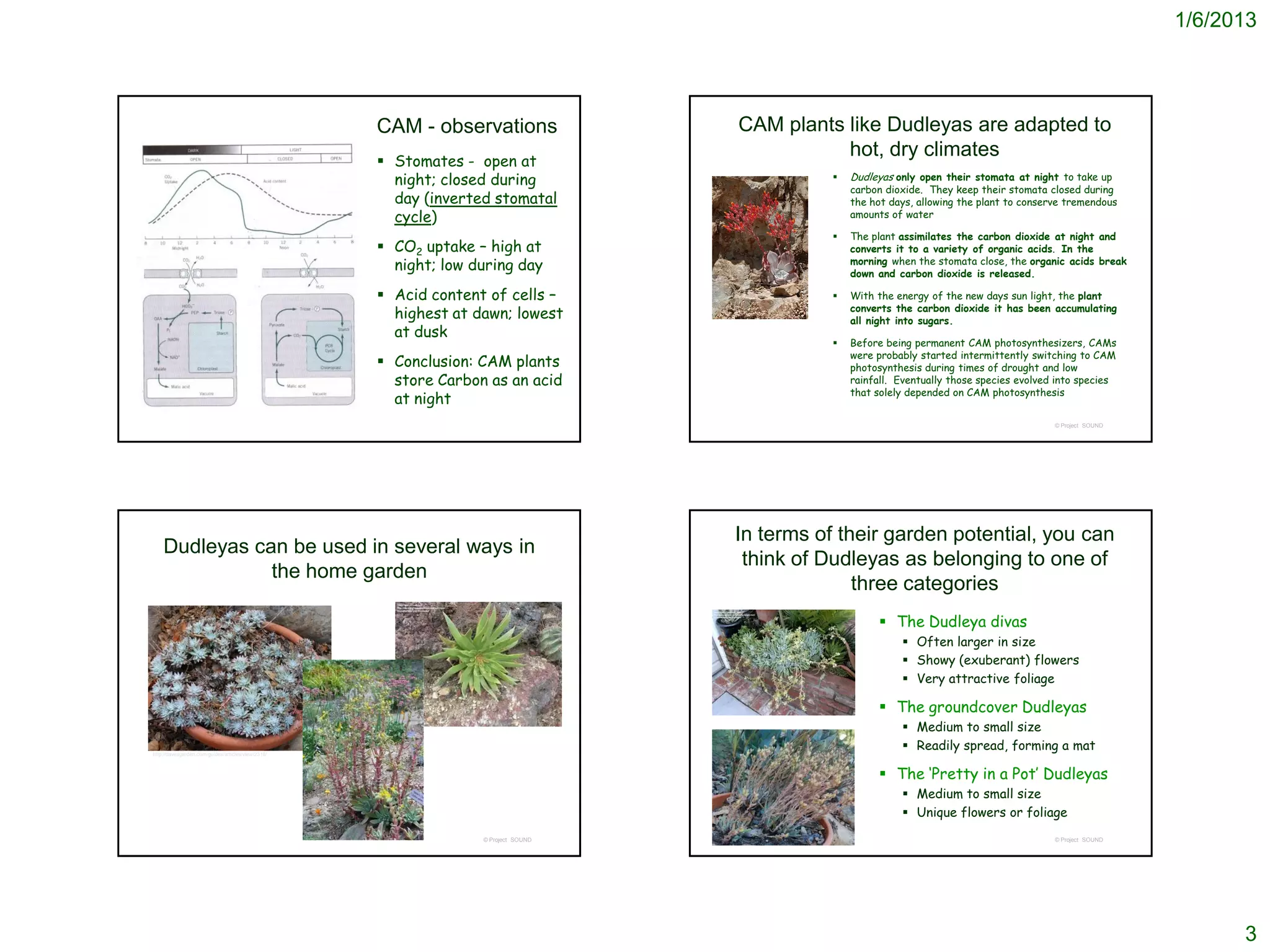 1/6/2013




                                                    CAM - observations              CAM plants like Dudleyas are adapted to
                                                                                               hot, dry climates
                                                     Stomates - open at
                                                      night; closed during                        Dudleyas only open their stomata at night to take up
                                                                                                   carbon dioxide. They keep their stomata closed during
                                                      day (inverted stomatal                       the hot days, allowing the plant to conserve tremendous
                                                      cycle)                                       amounts of water

                                                                                                  The plant assimilates the carbon dioxide at night and
                                                     CO2 uptake – high at                         converts it to a variety of organic acids. In the
                                                      night; low during day                        morning when the stomata close, the organic acids break
                                                                                                   down and carbon dioxide is released.

                                                     Acid content of cells –                     With the energy of the new days sun light, the plant
                                                                                                   converts the carbon dioxide it has been accumulating
                                                      highest at dawn; lowest                      all night into sugars.
                                                      at dusk
                                                                                                  Before being permanent CAM photosynthesizers, CAMs
                                                                                                   were probably started intermittently switching to CAM
                                                     Conclusion: CAM plants                       photosynthesis during times of drought and low
                                                      store Carbon as an acid                      rainfall. Eventually those species evolved into species
                                                                                                   that solely depended on CAM photosynthesis
                                                      at night
                                                                                                                                             © Project SOUND




                                                                                    In terms of their garden potential, you can
    Dudleyas can be used in several ways in
                                                                                     think of Dudleyas as belonging to one of
               the home garden
                                                                                                  three categories
                                                                                                         The Dudleya divas
                                                                                                              Often larger in size
                                                                                                              Showy (exuberant) flowers
                                                                                                              Very attractive foliage

                                                                                                         The groundcover Dudleyas
                                                                                                              Medium to small size
http://davesgarden.com/guides/articles/view/2318/
                                                                                                              Readily spread, forming a mat

                                                                                                         The ‘Pretty in a Pot’ Dudleyas
                                                                                                              Medium to small size
                                                                                                              Unique flowers or foliage
                                                                  © Project SOUND                                                            © Project SOUND




                                                                                                                                                                     3
 