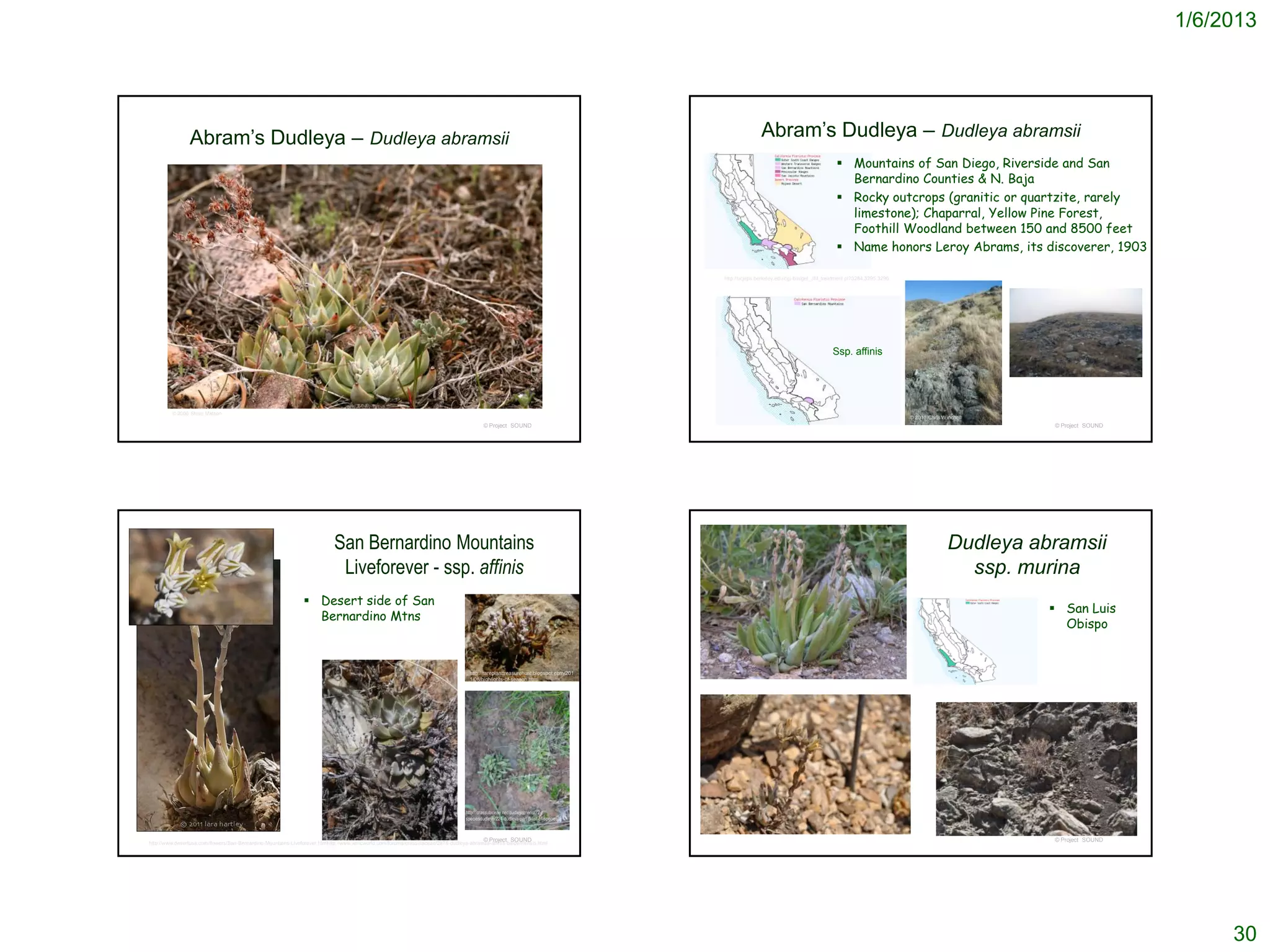 1/6/2013




                 Abram’s Dudleya – Dudleya abramsii                                                                                                                                                            Abram’s Dudleya – Dudleya abramsii
                                                                                                                                                                                                                                                Mountains of San Diego, Riverside and San
                                                                                                                                                                                                                                                 Bernardino Counties & N. Baja
                                                                                                                                                                                                                                                Rocky outcrops (granitic or quartzite, rarely
                                                                                                                                                                                                                                                 limestone); Chaparral, Yellow Pine Forest,
                                                                                                                                                                                                                                                 Foothill Woodland between 150 and 8500 feet
                                                                                                                                                                                                                                                Name honors Leroy Abrams, its discoverer, 1903

                                                                                                                                                                                                http://ucjeps.berkeley.edu/cgi-bin/get_JM_treatment.pl?3284,3295,3296




                                                                                                                                                                                                                                              Ssp. affinis




         © 2006 Steve Matson
                                                                                                                                                                                                                                                                         © 2011 Chris Winchell
                                                                                                                                             © Project SOUND                                                                                                                                      © Project SOUND




                                                                             San Bernardino Mountains                                                                                                                                                                                   Dudleya abramsii
                                                                              Liveforever - ssp. affinis                                                                                                                                                                                  ssp. murina
                                                                 Desert side of San
                                                                                                                                                                                                                                                                                                   San Luis
                                                                  Bernardino Mtns
                                                                                                                                                                                                                                                                                                    Obispo


                                                                                                                                                                                        http://crassulaceae.net/dudleyamenu/72-speciesdudleya/224-dudleya-part-5-list-
                                                                                                                                      http://rareplanttreasurehunt.blogspot.com/201     of-species
                                                                                                                                      1/08/highlights-of-season.html




                                                                                                                                    http://crassulaceae.net/dudleyamenu/72-
                                                                                                                                    speciesdudleya/224-dudleya-part-5-list-of-species



                                                                                                                                             © Project SOUND                                                                                                                                      © Project SOUND
http://www.desertusa.com/flowers/San-Bernardino-Mountains-Liveforever.htmlhttp://www.xericworld.com/forums/crassulaceae/2878-dudleya-abramsii-affinis-baldwinensis.html




                                                                                                                                                                                                                                                                                                                         30
 