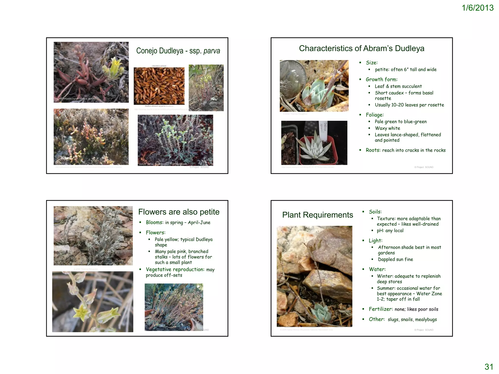 1/6/2013




                                                                                            Conejo Dudleya - ssp. parva                                                                    Characteristics of Abram’s Dudleya
                                                                                                                                                                                                                                   Size:
                                                                                                                                                                                                                                             petite: often 6” tall and wide

                                                                                                                                                                                                                                   Growth form:
                                                                                                                                                                                                                                             Leaf & stem succulent
                                                                                                                                                                                                                                             Short caudex – forms basal
http://en.wikipedia.org/wiki/Dudleya_abramsii                                                                                                                                                                                                 rosette
                                                                                                                                                                                                                                             Usually 10-20 leaves per rosette
                                                                                           http://hazmac.biz/061030/061030DudleyaAbramsiiParva.html

                                                                                                                                                                           © 2008 Thomas Stoughton
                                                                                                                                                                                                                                   Foliage:
                                                                                                                                                                                                                                             Pale green to blue-green
                                                                                                                                                                                                                                             Waxy white
                                                                                                                                                                                                                                             Leaves lance-shaped, flattened
                                                                                                                                                                                                                                              and pointed

                                                                                                                                                                                                                                   Roots: reach into cracks in the rocks

                                                                                               Mark W. Skinner @ USDA-NRCS PLANTS Database
http://crassulaceae.net/dudleyamenu/72-speciesdudleya/224-dudleya-part-5-list-of-species                                                              © Project SOUND    http://www.soenyun.com/Blog/2010/10/18/my-new-natives/                                  © Project SOUND




                                                                                              Flowers are also petite                                                                                                               Soils:
                                                                                                                                                                          Plant Requirements                                               Texture: more adaptable than
                                                                                                Blooms: in spring – April-June                                                                                                             expected – likes well-drained
                                                                                                Flowers:                                                                                                                                  pH: any local
                                                                                                              Pale yellow; typical Dudleya                                                                                         Light:
                                                                                                               shape
                                                                                                                                                                                                                                              Afternoon shade best in most
                                                                                                              Many pale pink, branched                                                                                                        gardens
                                                                                                               stalks – lots of flowers for
                                                                                                                                                                                                                                              Dappled sun fine
                                                                                                               such a small plant
                        © 2008 Thomas Stoughton
                                                                                                Vegetative reproduction: may                                                                                                       Water:
                                                                                                      produce off-sets                                                                                                                     Winter: adequate to replenish
                                                                                                                                                                                                                                            deep stores
                                                                                                                                                                                                                                           Summer: occasional water for
                                                                                                                                                                                                                                            best appearance – Water Zone
                                                                                                                                                                                                                                            1-2; taper off in fall

                                                                                                                                                                                                                                    Fertilizer: none; likes poor soils

                                                                                                                                                                                                                                    Other: slugs, snails, mealybugs
                                                                                                                                                      © Project SOUND   © 2005 Santa Monica Mountains National Recreation Area                                   © Project SOUND




                                                                                                                                                                                                                                                                                        31
 