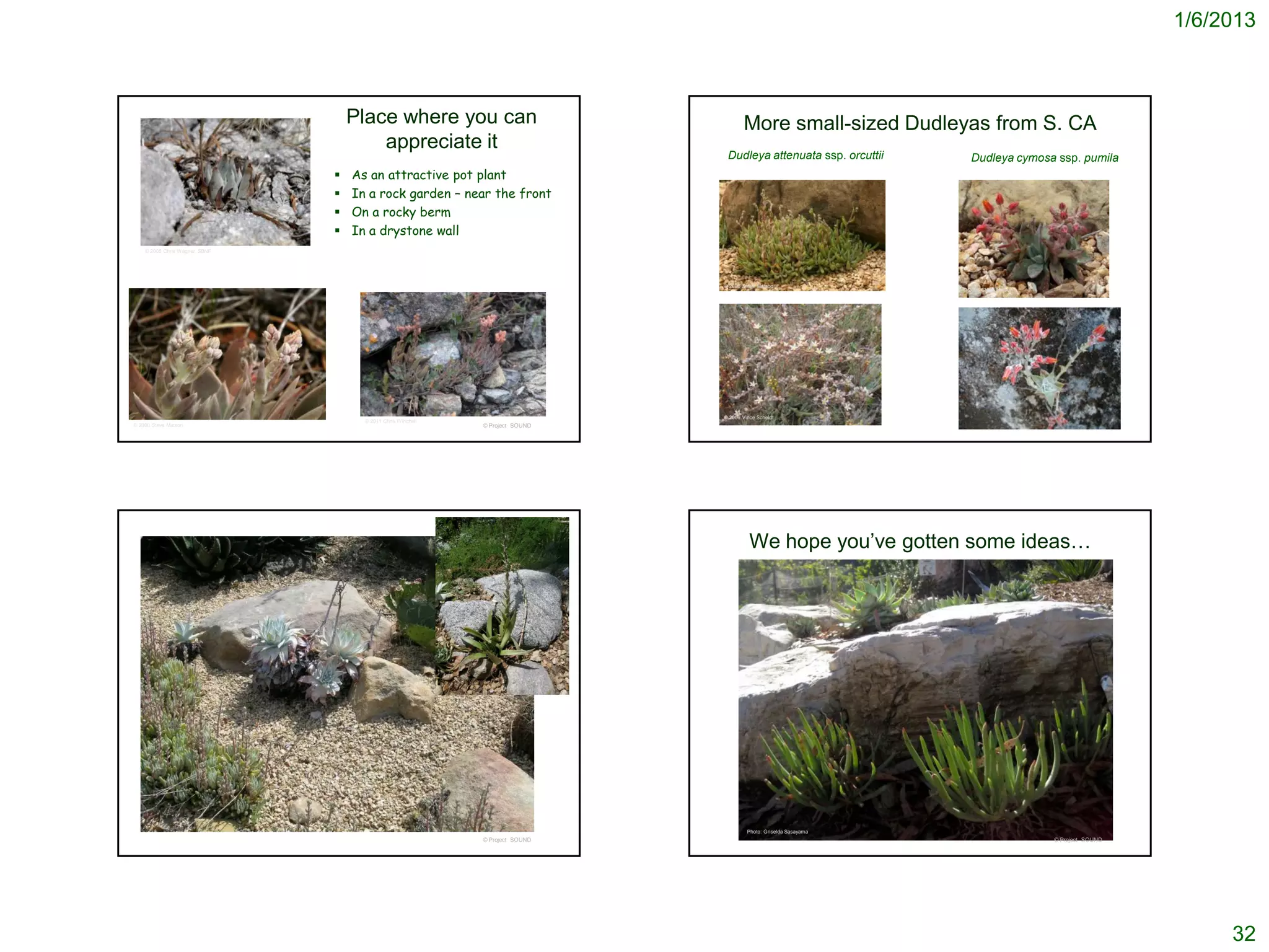 1/6/2013



                                    Place where you can                                More small-sized Dudleyas from S. CA
                                        appreciate it
                                                                                 Dudleya attenuata ssp. orcuttii      Dudleya cymosa ssp. pumila
                                   As an attractive pot plant
                                   In a rock garden – near the front
                                   On a rocky berm
                                   In a drystone wall
    © 2005 Chris Wagner, SBNF




                                                                                © 2006 Steve Matson
                                                                                                                    © 2006 Steve Matson




                                                                                © 2006 Vince Scheidt
                                      © 2011 Chris Winchell
© 2006 Steve Matson                                           © Project SOUND                                                             © Project SOUND




                                                                                          We hope you’ve gotten some ideas…




                                                                                         Photo: Griselda Sasayama
                                                              © Project SOUND                                                             © Project SOUND




                                                                                                                                                                 32
 