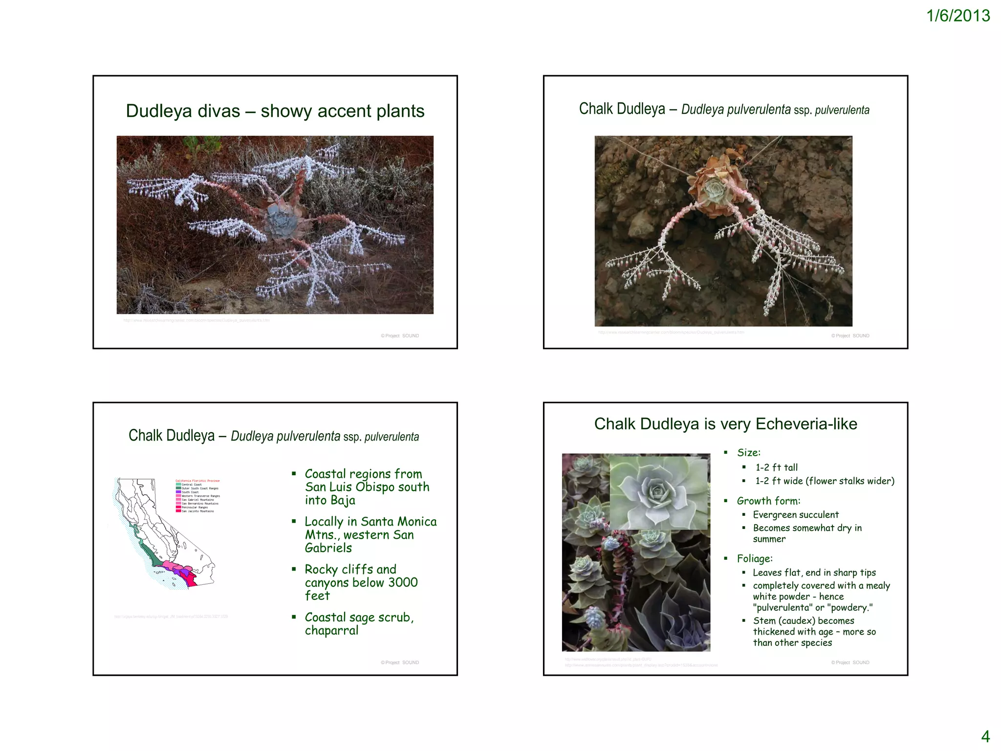 1/6/2013




       Dudleya divas – showy accent plants                                                                                  Chalk Dudleya – Dudleya pulverulenta ssp. pulverulenta




     http://www.researchlearningcenter.com/bloom/species/Dudleya_pulverulenta.htm


                                                                                                                                      http://www.researchlearningcenter.com/bloom/species/Dudleya_pulverulenta.htm
                                                                                                   © Project SOUND                                                                                                                     © Project SOUND




                                                                                                                                   Chalk Dudleya is very Echeveria-like
         Chalk Dudleya – Dudleya pulverulenta ssp. pulverulenta
                                                                                                                                                                                                        Size:
                                                                                                                                                                                                           1-2 ft tall
                                                                                     Coastal regions from
                                                                                                                                                                                                                    1-2 ft wide (flower stalks wider)
                                                                                      San Luis Obispo south
                                                                                      into Baja                                                                                                         Growth form:
                                                                                                                                                                                                                 Evergreen succulent
                                                                                     Locally in Santa Monica                                                                                                    Becomes somewhat dry in
                                                                                      Mtns., western San                                                                                                          summer
                                                                                      Gabriels
                                                                                                                                                                                                        Foliage:
                                                                                     Rocky cliffs and                                                                                                           Leaves flat, end in sharp tips
                                                                                      canyons below 3000                                                                                                         completely covered with a mealy
                                                                                      feet                                                                                                                        white powder - hence
                                                                                                                                                                                                                  "pulverulenta" or "powdery."
http://ucjeps.berkeley.edu/cgi-bin/get_JM_treatment.pl?3284,3295,3327,3329
                                                                                     Coastal sage scrub,                                                                                                        Stem (caudex) becomes
                                                                                      chaparral                                                                                                                   thickened with age – more so
                                                                                                                                                                                                                  than other species
                                                                                                                     http://www.wildflower.org/plants/result.php?id_plant=DUPU
                                                                                                   © Project SOUND                                                                                                                     © Project SOUND
                                                                                                                     http://www.anniesannuals.com/plants/plant_display.asp?prodid=1536&account=none




                                                                                                                                                                                                                                                               4
 