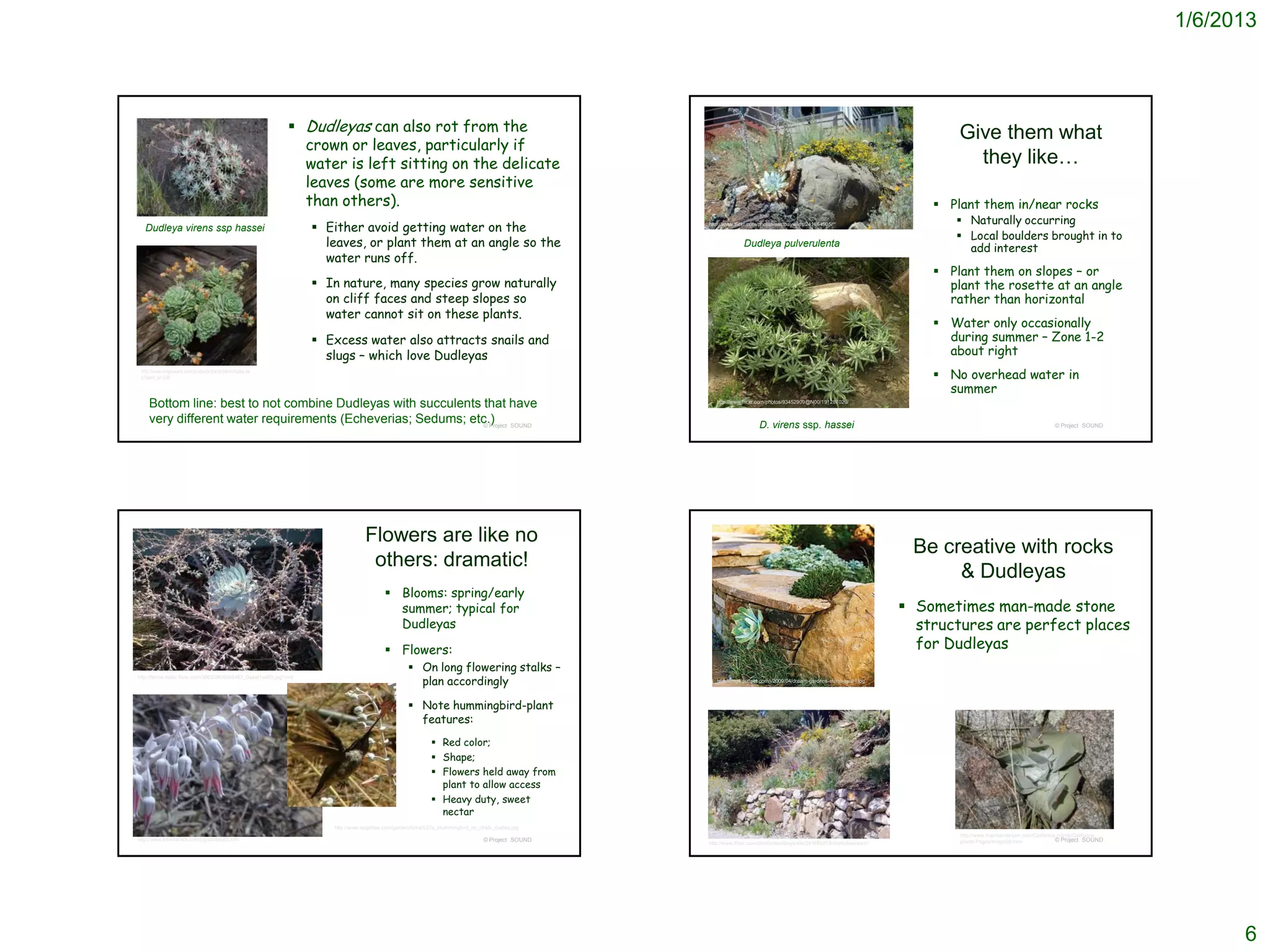 1/6/2013



                                                               Dudleyas can also rot from the                                                                                                                                    Give them what
                                                                crown or leaves, particularly if
                                                                water is left sitting on the delicate                                                                                                                               they like…
                                                                leaves (some are more sensitive
                                                                than others).                                                                                                                                                  Plant them in/near rocks
                                                                                                                                                                                                                                  Naturally occurring
   Dudleya virens ssp hassei                                         Either avoid getting water on the                                             http://www.flickr.com/photos/eastbaywilds/241664905/

                                                                                                                                                                                                                                  Local boulders brought in to
                                                                      leaves, or plant them at an angle so the                                                    Dudleya pulverulenta
                                                                                                                                                                                                                                   add interest
                                                                      water runs off.
                                                                                                                                                                                                                               Plant them on slopes – or
                                                                     In nature, many species grow naturally                                                                                                                    plant the rosette at an angle
                                                                      on cliff faces and steep slopes so                                                                                                                        rather than horizontal
                                                                      water cannot sit on these plants.
                                                                                                                                                                                                                               Water only occasionally
                                                                     Excess water also attracts snails and                                                                                                                     during summer – Zone 1-2
                                                                      slugs – which love Dudleyas                                                                                                                               about right
 http://www.smgrowers.com/products/plants/plantdisplay.as
 p?plant_id=538                                                                                                                                                                                                                No overhead water in
                                                                                                                                                                                                                                summer
     Bottom line: best to not combine Dudleyas with succulents that have                                                                               http://www.flickr.com/photos/93452909@N00/191287029/


     very different water requirements (Echeverias; Sedums; etc.) SOUND
                                                               © Project                                                                                                 D. virens ssp. hassei                                                                          © Project SOUND




                                                                                   Flowers are like no
                                                                                                                                                                                                                           Be creative with rocks
                                                                                    others: dramatic!
                                                                                                                                                                                                                                & Dudleyas
                                                                                           Blooms: spring/early
                                                                                            summer; typical for                                                                                                            Sometimes man-made stone
                                                                                            Dudleyas                                                                                                                        structures are perfect places
                                                                                           Flowers:                                                                                                                        for Dudleyas
                                                                                                     On long flowering stalks –
                                                                                                      plan accordingly
http://farm4.static.flickr.com/3003/2606066487_0aaaf1ed09.jpg?v=0
                                                                                                                                                       http://img4.sunset.com/i/2009/04/dream-gardens-stone-seat-l.jpg




                                                                                                     Note hummingbird-plant
                                                                                                      features:
                                                                                                              Red color;
                                                                                                              Shape;
                                                                                                              Flowers held away from
                                                                                                               plant to allow access
                                                                                                              Heavy duty, sweet
                                                                                                               nectar
                                                                       http://www.laspilitas.com/garden/Anna%27s_Hummingbird_on_chalk_dudlea.jpg
                                                                                                                                                                                                                                  http://www.marrsandersen.com/California-plants/California-
http://www.timetotrack.com/jay/dudleyc5.htm                                                                                       © Project SOUND                                                                                 plants-Pages/Image28.html              © Project SOUND
                                                                                                                                                    http://www.flickr.com/photos/eastbaywilds/241665013/in/photostream/




                                                                                                                                                                                                                                                                                                     6
 