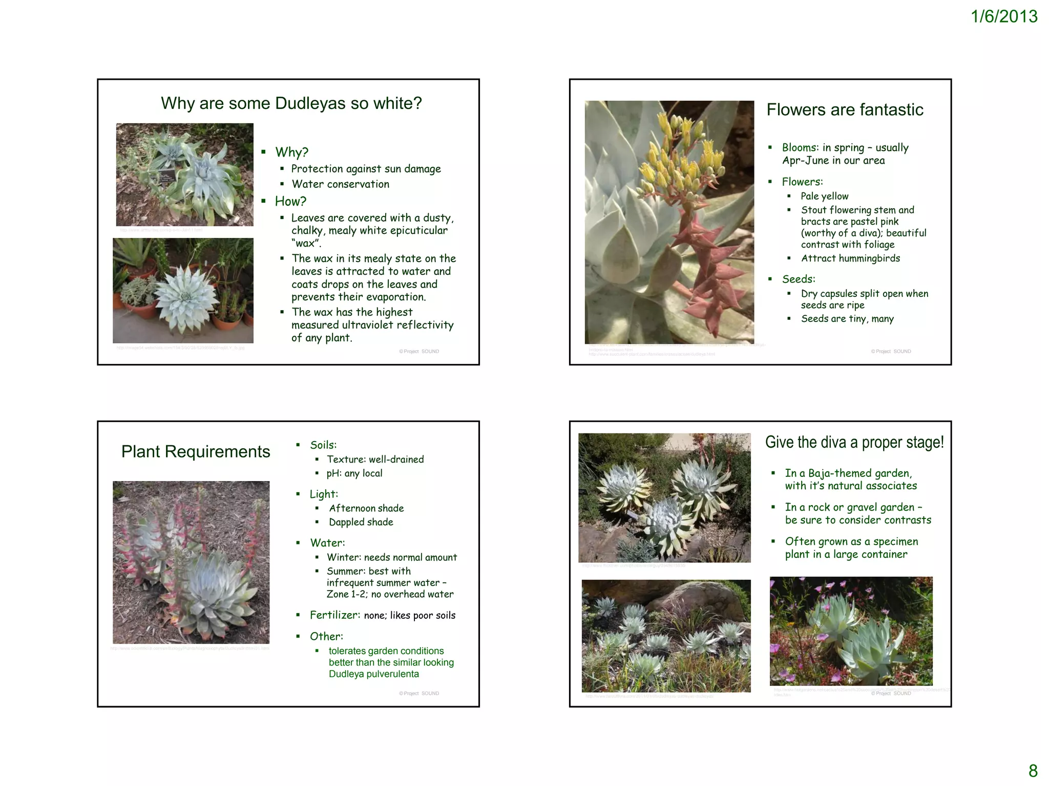 1/6/2013



                          Why are some Dudleyas so white?                                                                                                                                                                            Flowers are fantastic

                                                                                Why?                                                                                                                                                 Blooms: in spring – usually
                                                                                                                                                                                                                                       Apr-June in our area
                                                                                        Protection against sun damage
                                                                                        Water conservation                                                                                                                           Flowers:
                                                                                                                                                                                                                                                 Pale yellow
                                                                                How?
                                                                                                                                                                                                                                                 Stout flowering stem and
                                                                                        Leaves are covered with a dusty,                                                                                                                         bracts are pastel pink
     http://www.arthurleej.com/p-o-m-Jan11.html
                                                                                         chalky, mealy white epicuticular                                                                                                                         (worthy of a diva); beautiful
                                                                                         “wax”.                                                                                                                                                   contrast with foliage
                                                                                        The wax in its mealy state on the                                                                                                                       Attract hummingbirds
                                                                                         leaves is attracted to water and
                                                                                         coats drops on the leaves and                                                                                                                Seeds:
                                                                                         prevents their evaporation.                                                                                                                             Dry capsules split open when
                                                                                                                                                                                                                                                  seeds are ripe
                                                                                        The wax has the highest
                                                                                                                                                                                                                                                 Seeds are tiny, many
                                                                                         measured ultraviolet reflectivity
                                                                                         of any plant.                                  http://www.xericworld.com/forums/members/kelly-griffin-albums-dudleya-picture1145-dudleya-
   http://image54.webshots.com/154/5/90/28/539959028nsjBLY_fs.jpg                                                                       brittonii-la-mission.html
                                                                                                                   © Project SOUND                                                                                                                                                © Project SOUND
                                                                                                                                        http://www.succulent-plant.com/families/crassulaceae/dudleya.html




                                                                                           Soils:                                                                                                                               Give the diva a proper stage!
     Plant Requirements                                                                        Texture: well-drained
                                                                                               pH: any local                                                                                                                         In a Baja-themed garden,
                                                                                                                                                                                                                                       with it’s natural associates
                                                                                           Light:
                                                                                                 Afternoon shade                                                                                                                     In a rock or gravel garden –
                                                                                                 Dappled shade                                                                                                                        be sure to consider contrasts

                                                                                           Water:                                                                                                                                    Often grown as a specimen
                                                                                               Winter: needs normal amount                                                                                                            plant in a large container
                                                                                               Summer: best with
                                                                                                                                     http://www.flickriver.com/photos/amarguy/3949915856/



                                                                                                infrequent summer water –
                                                                                                Zone 1-2; no overhead water

                                                                                           Fertilizer: none; likes poor soils

                                                                                           Other:
http://www.scientificlib.com/en/Biology/Plants/Magnoliophyta/DudleyaBrittonii01.html
                                                                                                 tolerates garden conditions
                                                                                                  better than the similar looking
                                                                                                  Dudleya pulverulenta
                                                                                                                                                                                                                                      http://www.hotgardens.net/cactus%20and%20succulents%20at%20huntington%20desert%20ga
                                                                                                                   © Project SOUND                                                                                                    rden.htm                                      © Project SOUND
                                                                                                                                      http://www.faroutflora.com/2011/01/08/dudleyas-dudleyas-dudleyas/




                                                                                                                                                                                                                                                                                                                                  8
 