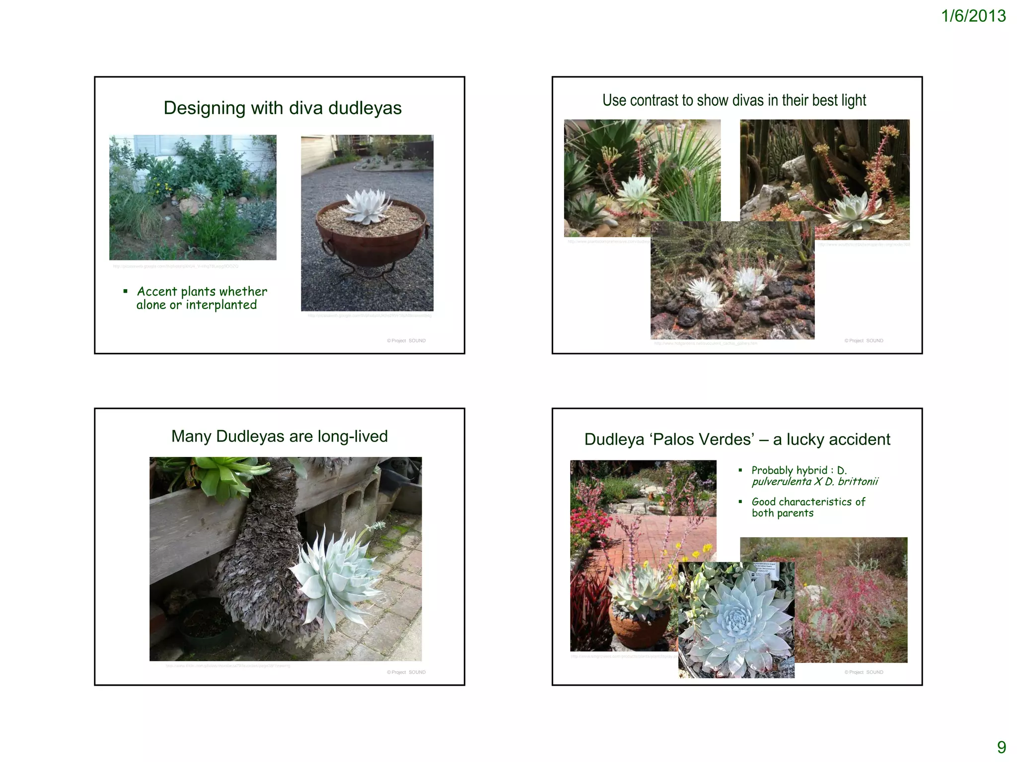 1/6/2013



                                                                                                                                                                            Use contrast to show divas in their best light
                       Designing with diva dudleyas




                                                                                                                                                          http://www.plantscomprehensive.com/dudleya-brittonii
                                                                                                                                                                                                                                                                        http://www.southcoastbotanicgarden.org/node/368




http://picasaweb.google.com/lh/photo/gXhU4_V-Hhg78Lwpg9OOZQ




     Accent plants whether
      alone or interplanted
                                                                                            http://picasaweb.google.com/lh/photo/iiUK9e2RW16pM8msvsmB4g




                                                                                                                                 © Project SOUND                                                                                                                                     © Project SOUND
                                                                                                                                                                                                       http://www.hotgardens.net/succulent_cactus_gallery.htm




                           Many Dudleyas are long-lived                                                                                                           Dudleya ‘Palos Verdes’ – a lucky accident
                                                                                                                                                                                                                                                   Probably hybrid : D.
                                                                                                                                                                                                                                                          pulverulenta X D. brittonii
                                                                                                                                                                                                                                                   Good characteristics of
                                                                                                                                                                                                                                                    both parents




                                                                                                                                                           http://www.smgrowers.com/products/plants/plantdisplay.asp?plant_id=3232

                        http://www.flickr.com/photos/morabeza79/favorites/page38/?view=lg
                                                                                                                                 © Project SOUND                                                                                                                                     © Project SOUND




                                                                                                                                                                                                                                                                                                                                9
 