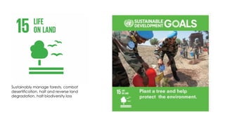 Sustainably manage forests, combat
desertification, halt and reverse land
degradation, halt biodiversity loss
 