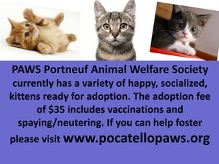 PAWS Portneuf Animal Welfare Society
currently has a variety of happy, socialized,
kittens ready for adoption. The adoption fee
of $35 includes vaccinations and
spaying/neutering. If you can help foster
please visit www.pocatellopaws.org
 