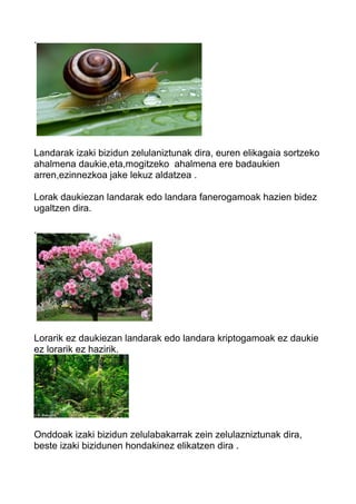 . 
Landarak izaki bizidun zelulaniztunak dira, euren elikagaia sortzeko 
ahalmena daukie,eta,mogitzeko ahalmena ere badaukien 
arren,ezinnezkoa jake lekuz aldatzea . 
Lorak daukiezan landarak edo landara fanerogamoak hazien bidez 
ugaltzen dira. 
. 
Lorarik ez daukiezan landarak edo landara kriptogamoak ez daukie 
ez lorarik ez hazirik. 
Onddoak izaki bizidun zelulabakarrak zein zelulazniztunak dira, 
beste izaki bizidunen hondakinez elikatzen dira . 
 