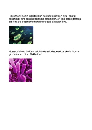 Protozooak beste izaki bizidun batzuez elikatzen dira , batzuk 
parazitoak dira beste organismo baten barruan edo berari itsatsita 
bizi dira,eta organismo haren elikagaiz elikatzen dira. 
Moneroak izaki bizidun zelulabakarrak dira,eta Lurreko ia inguru 
guztietan bizi dira : Bakterioak . 
