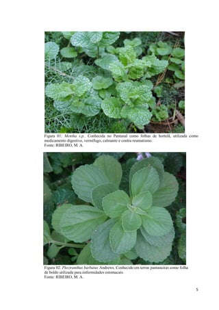 5
Figura 01: Mentha s.p.. Conhecida no Pantanal como folhas de hortelã, utilizada como
medicamento digestivo, vermífugo, calmante e contra reumatismo.
Fonte: RIBEIRO, M. A.
Figura 02: Plectranthus barbatus Andrews. Conhecido em terras pantaneiras como folha
de boldo utilizada para enfermidades estomacais.
Fonte: RIBEIRO, M. A.
 