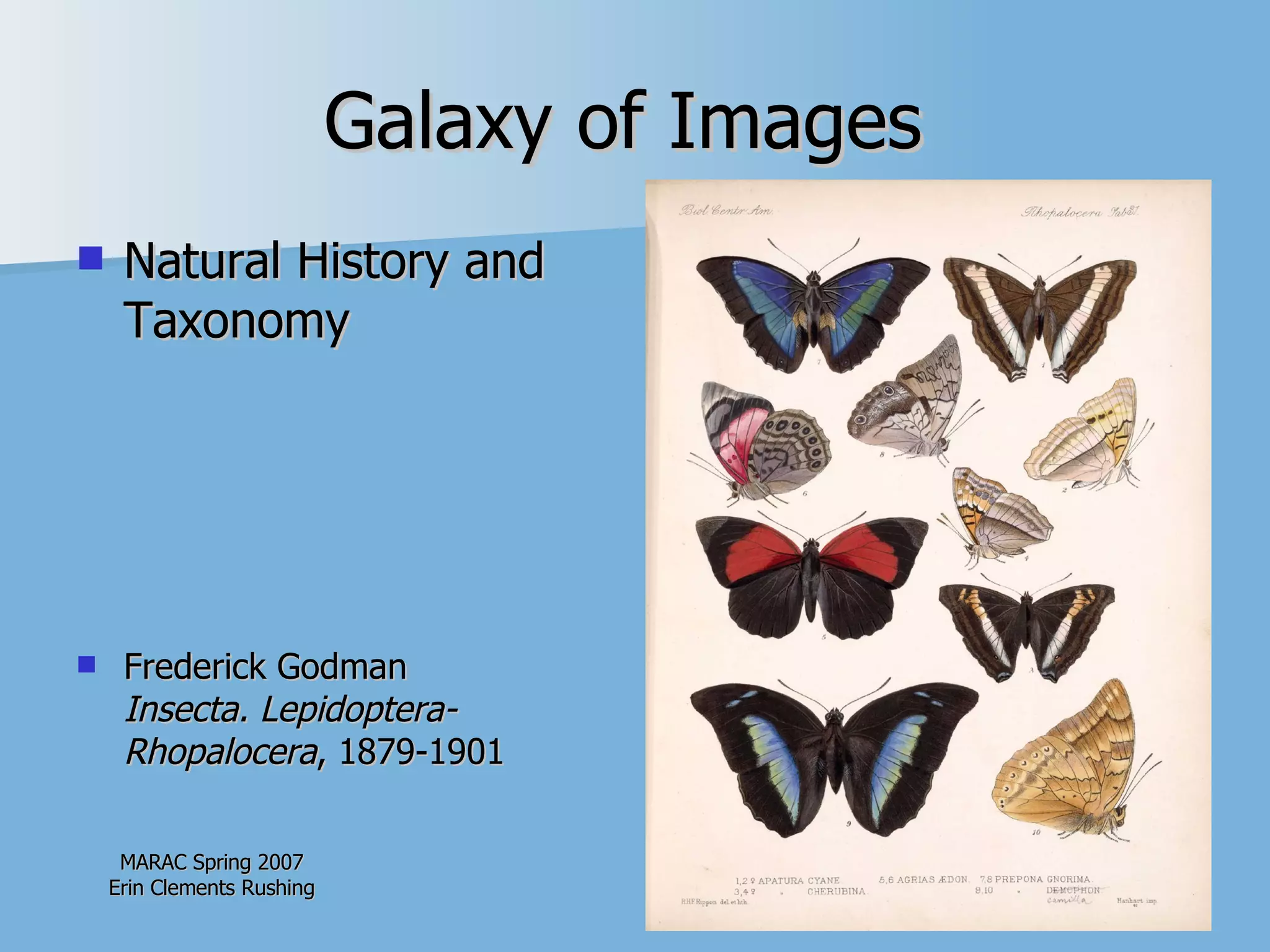 Galaxy of Images  Natural History and Taxonomy Frederick Godman Insecta. Lepidoptera-Rhopalocera , 1879-1901  