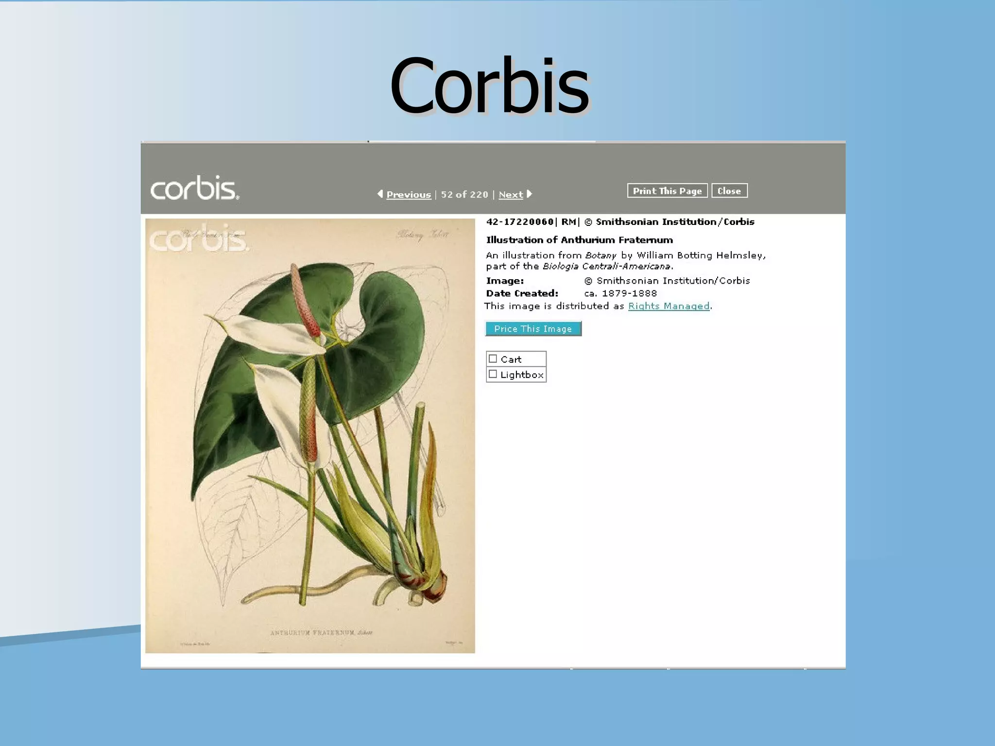 Corbis 