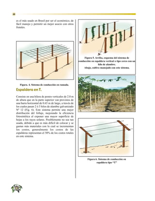 20


     es el más usado en Brasil por ser el económico, de
     fácil manejo y permitir un mejor asocio con otros
     frutales.




                                                                 Figura 5. Arriba, esquema del sistema de
                                                            conducción en espaldera vertical o tipo cerco con un
                                                                             hilo de alambre.
                                                                Abajo, cultivo manejado con este sistema.




        Figura. 4. Sistema de conducción en ramada.

     Espaldera en T.
     Consiste en una hilera de postes verticales de 2.0 m
     de altura que en la parte superior van provistos de
     una barra horizontal de 0.65 m de largo, a través de
     los cuales pasan 2 ó 3 hilos de alambre galvanizado
     Nº 12 (Fig. 6). Este sistema permite una mejor
     distribución del follaje, mejorando la eficiencia
     fotosintética al exponer una mayor superficie de
     hojas a los rayos solares. Posiblemente no sea tan
     usada, debido a que es más difícil de colocar y se
     gastan más materiales con lo cual se incrementan
     los costos, generalmente los costos de las
     espalderas representan el 50% de los costos totales
     en este sistema.




                                                                    Figura 6. Sistema de conducción en
                                                                            espaldera tipo “T”
 