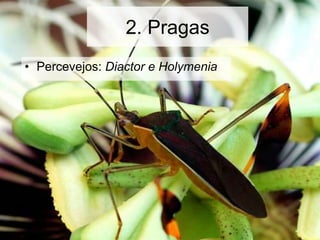 2. Pragas
• Percevejos: Diactor e Holymenia
 