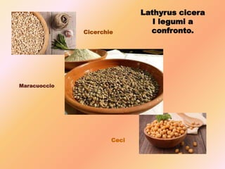 Ceci
Maracuoccio
Cicerchie
Lathyrus cicera
I legumi a
confronto.
 