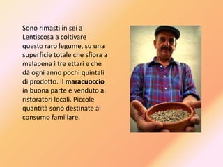 Sono rimasti in sei a
Lentiscosa a coltivare
questo raro legume, su una
superficie totale che sfiora a
malapena i tre ettari e che
dà ogni anno pochi quintali
di prodotto. Il maracuoccio
in buona parte è venduto ai
ristoratori locali. Piccole
quantità sono destinate al
consumo familiare.
 