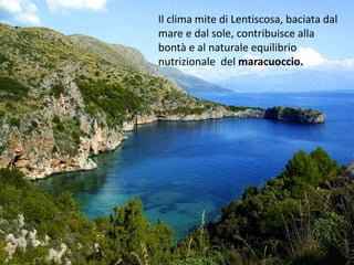 Il clima mite di Lentiscosa, baciata dal
mare e dal sole, contribuisce alla
bontà e al naturale equilibrio
nutrizionale del maracuoccio.
 