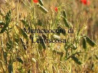 Maracuoccio di
Lentiscosa
 