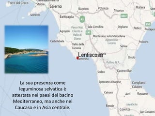 La sua presenza come
leguminosa selvatica è
attestata nei paesi del bacino
Mediterraneo, ma anche nel
Caucaso e in Asia centrale.
 