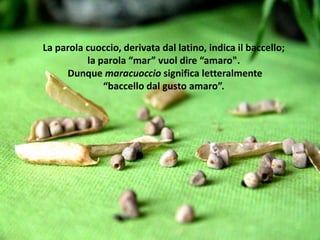 La parola cuoccio, derivata dal latino, indica il baccello;
la parola “mar” vuol dire “amaro".
Dunque maracuoccio significa letteralmente
“baccello dal gusto amaro”.
 