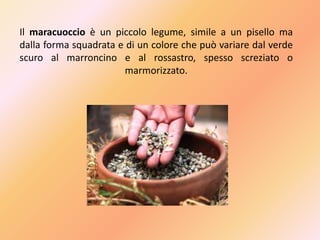 Il maracuoccio è un piccolo legume, simile a un pisello ma
dalla forma squadrata e di un colore che può variare dal verde
scuro al marroncino e al rossastro, spesso screziato o
marmorizzato.
 