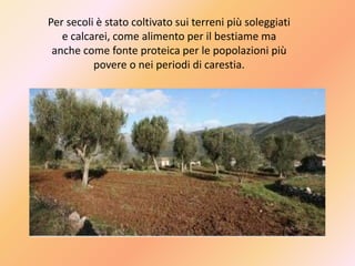 Per secoli è stato coltivato sui terreni più soleggiati
e calcarei, come alimento per il bestiame ma
anche come fonte proteica per le popolazioni più
povere o nei periodi di carestia.
 