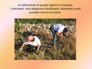 La coltivazione di questo legume è manuale;
i coltivatori non adoperano fertilizzanti, diserbanti o altri
prodotti chimici di sintesi.
 
