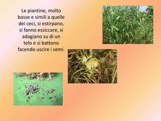 Le piantine, molto
basse e simili a quelle
dei ceci, si estirpano,
si fanno essiccare, si
adagiano su di un
telo e si battono
facendo uscire i semi.
 